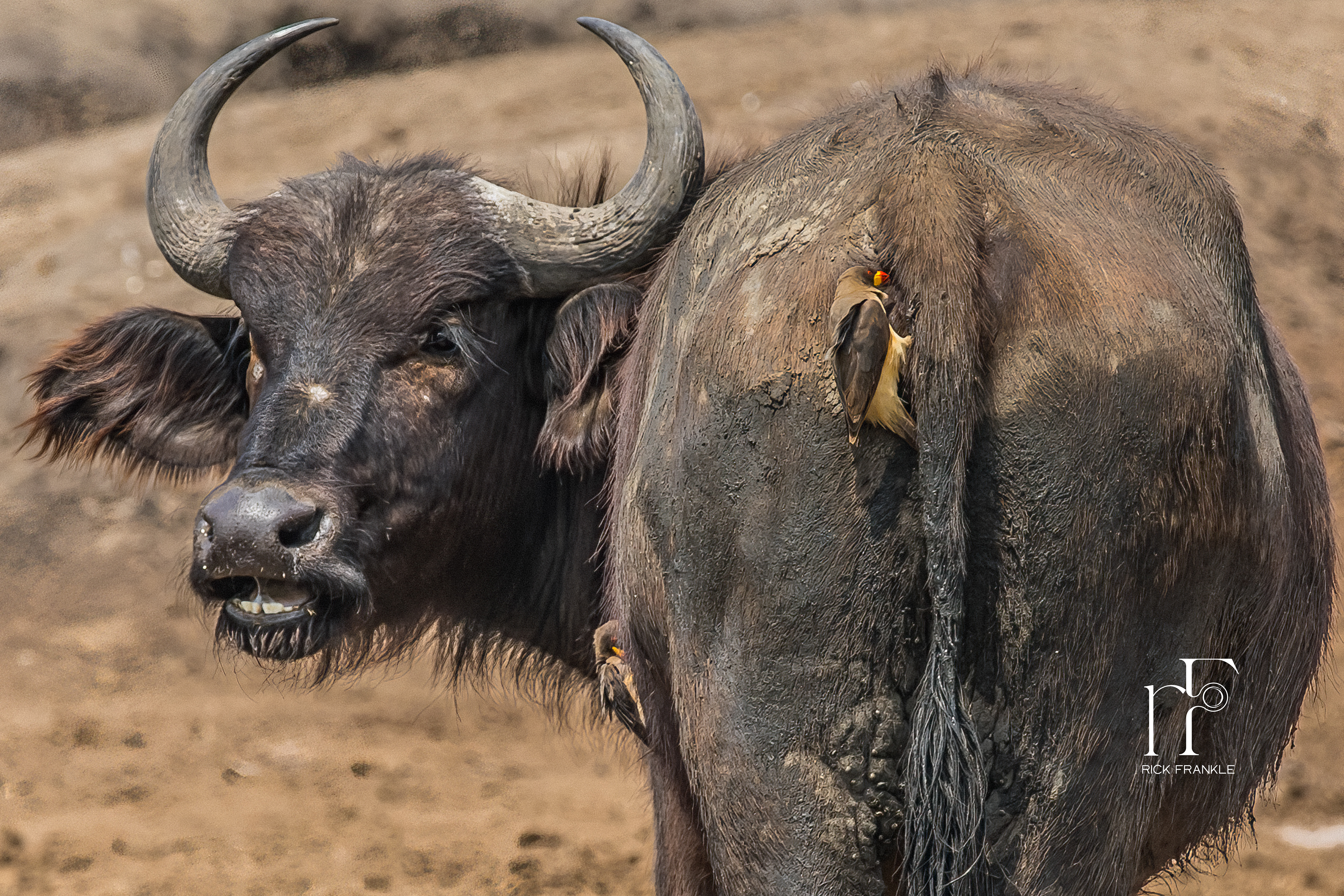 OX PECKER [KAZINGA CHANNEL]