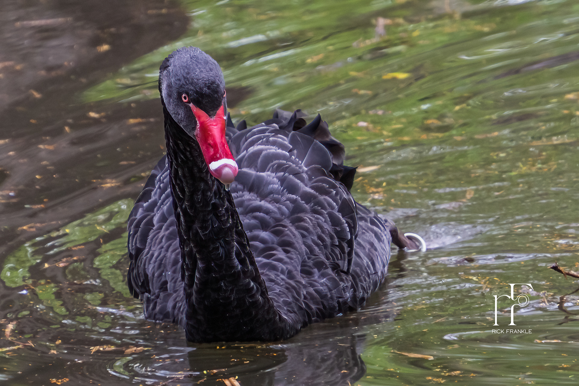 JOSEPHINE'S BLACK SWANS [LA MALMAISON]