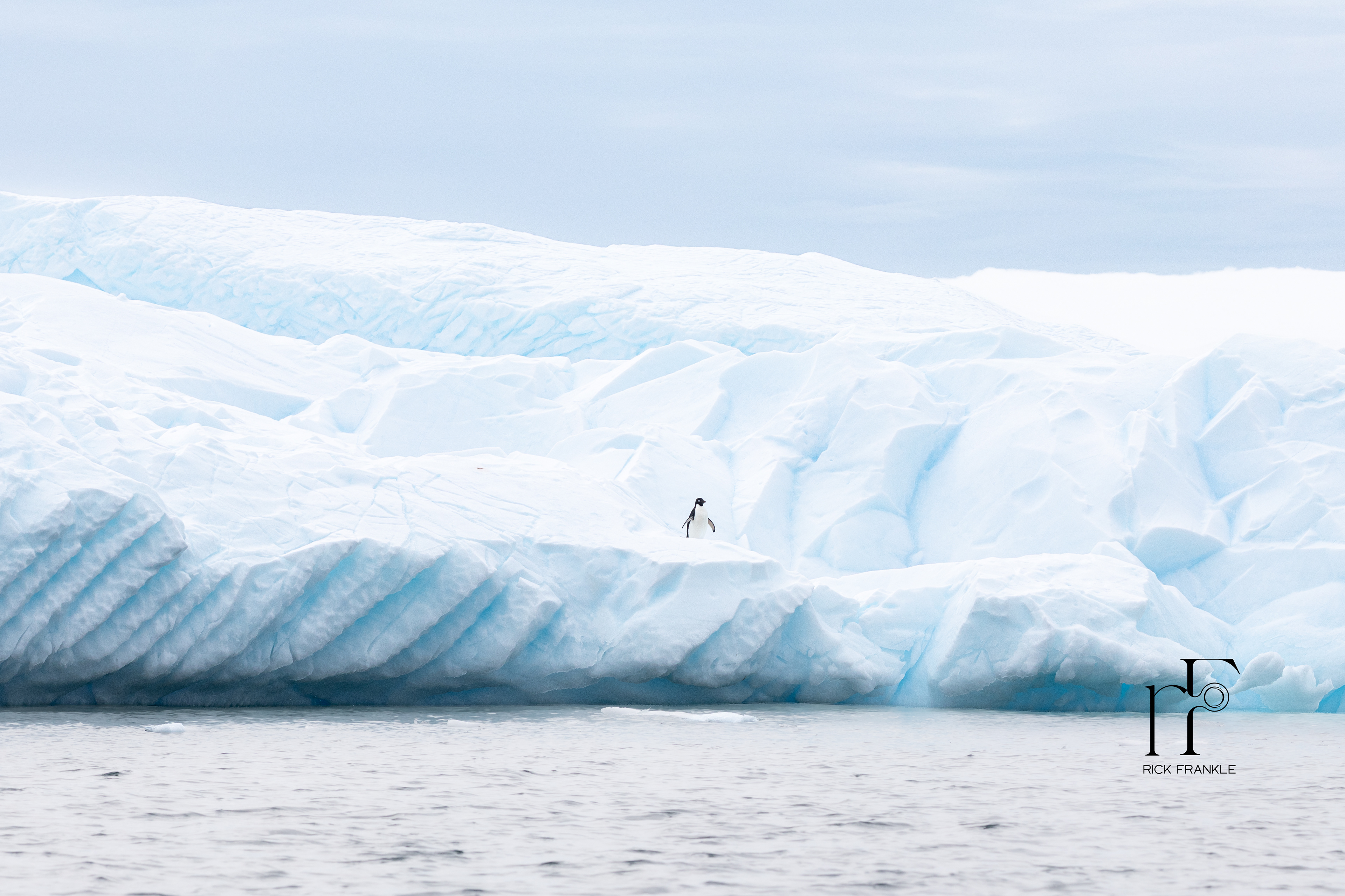 ADELIE PENGUIN [CURTISS BAY]