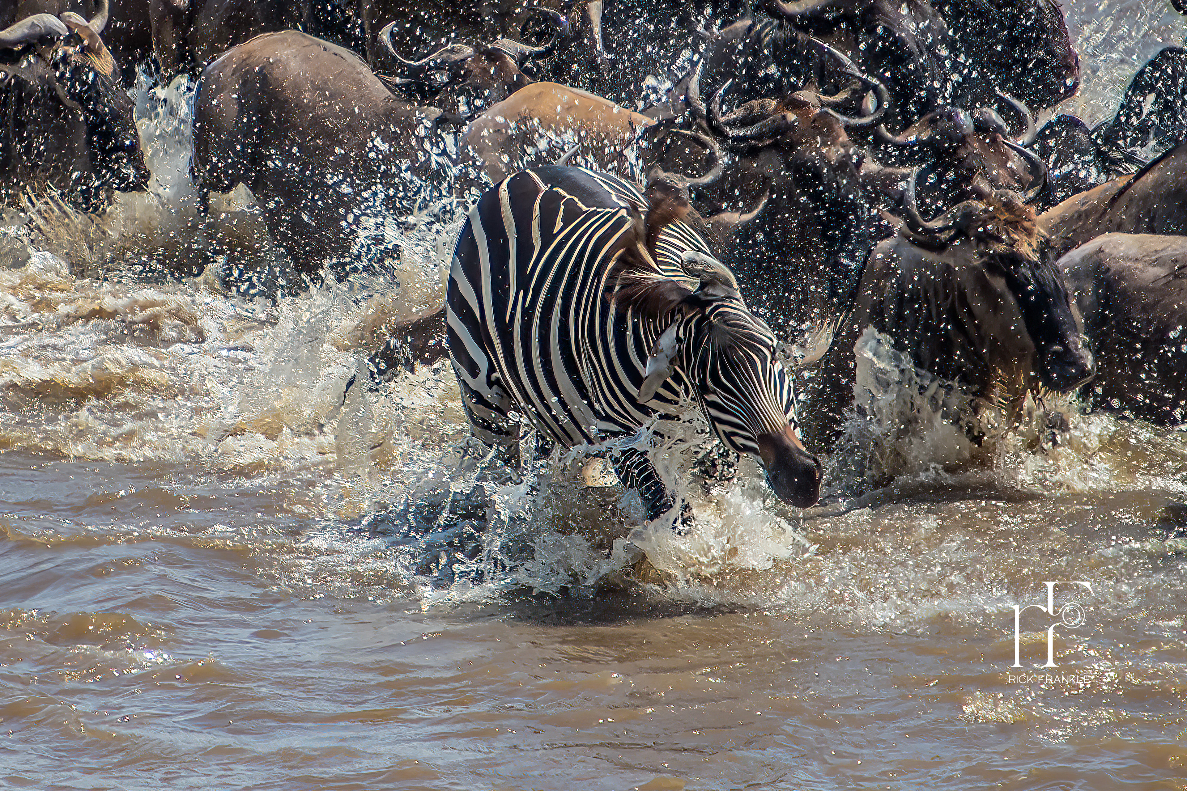 THE GREAT MIGRATION [SERENGETI]
