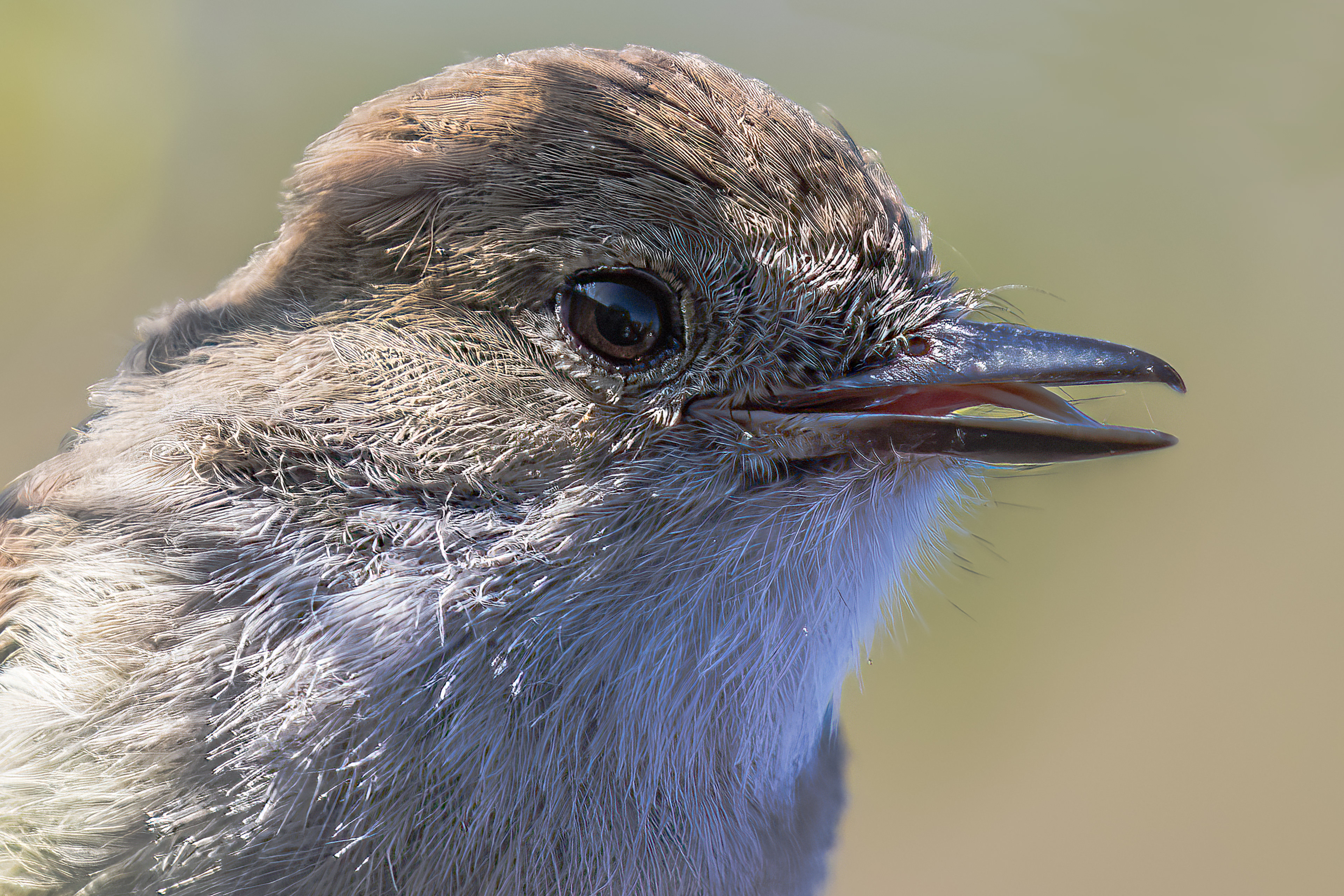 GALÁPAGOS FLYCATCHER