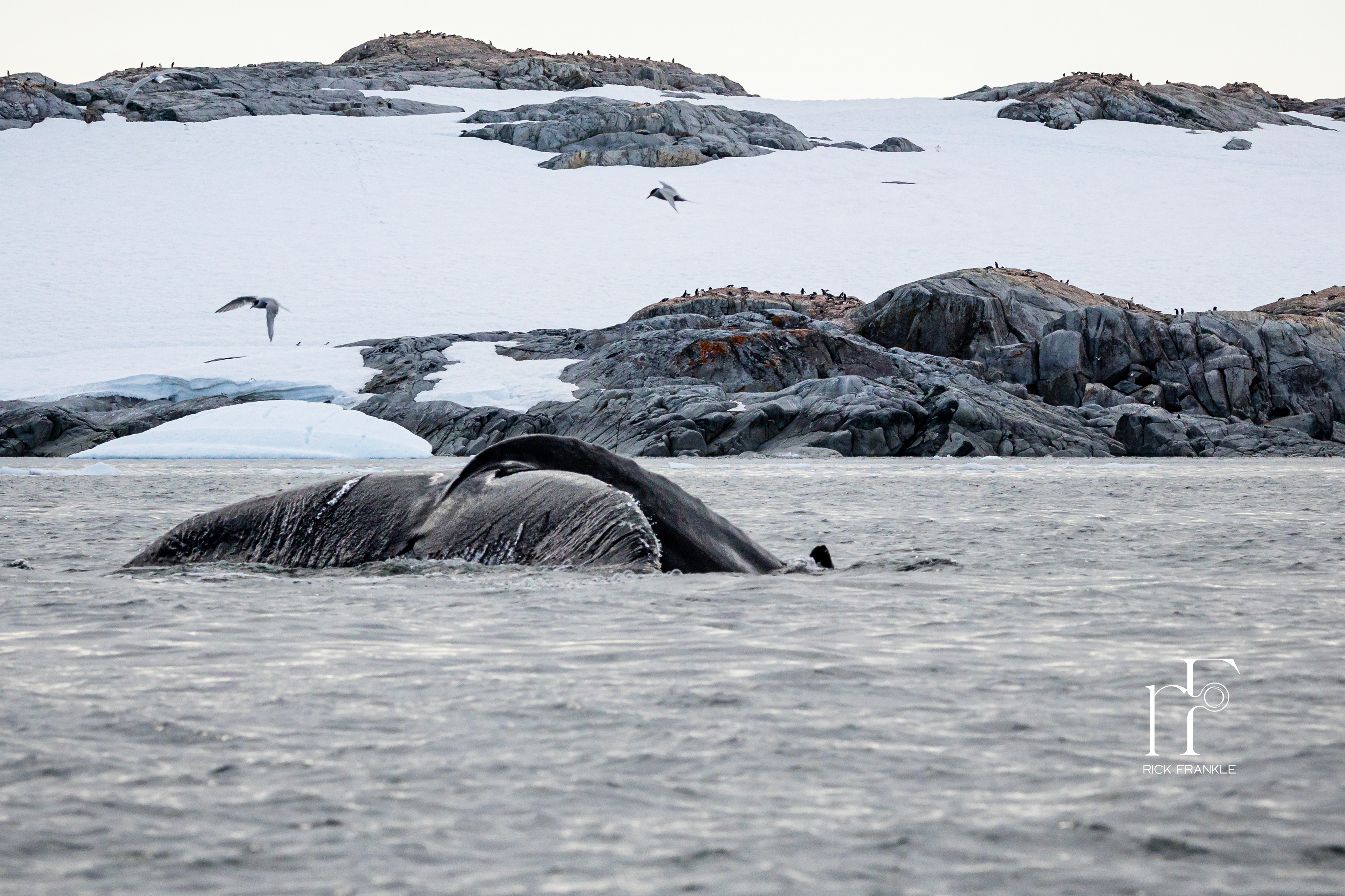 HUMPBACK WHALE [LEMAIRE CHANNEL]
