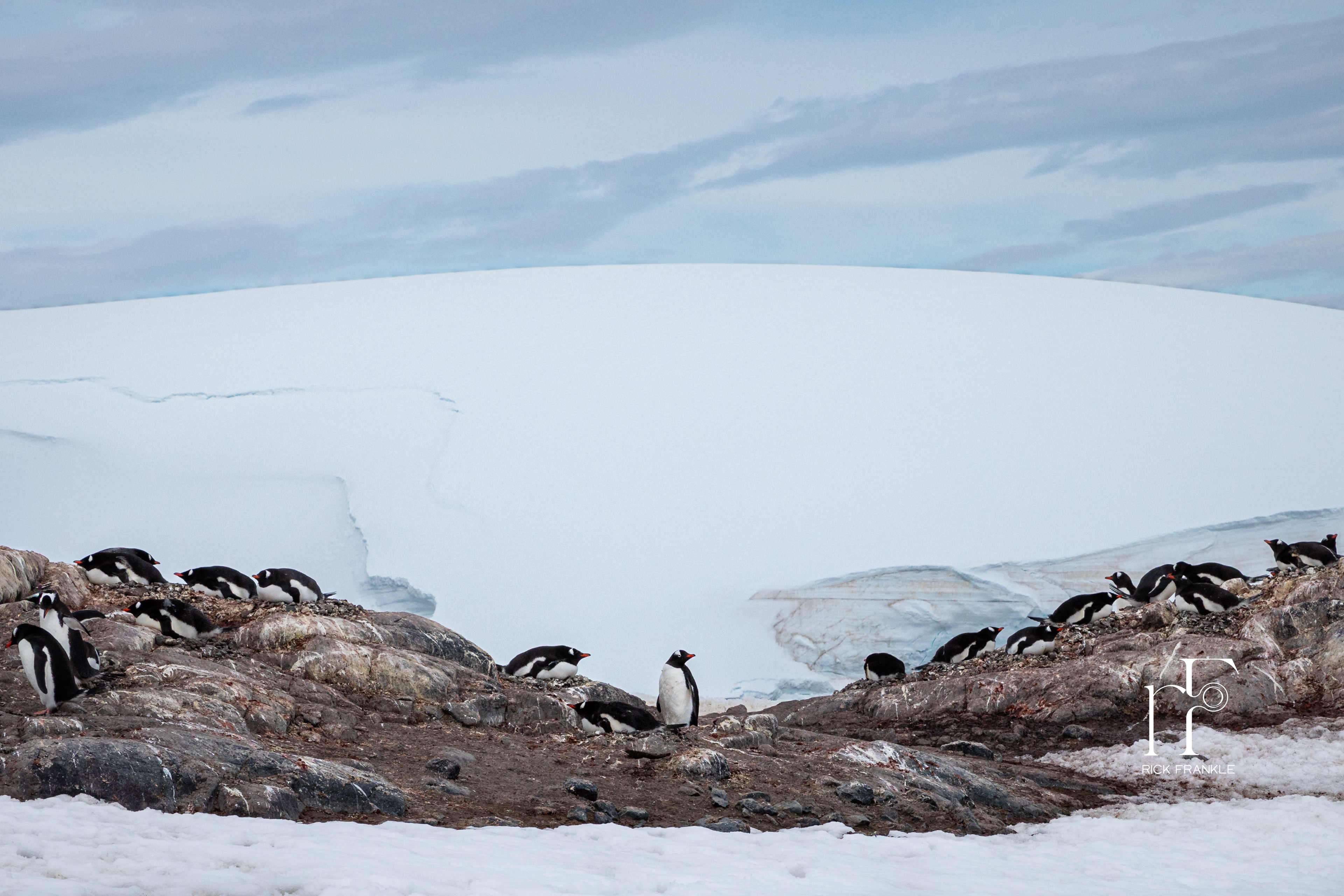 GENTOO NESTING COLONY [CURTISS BAY]