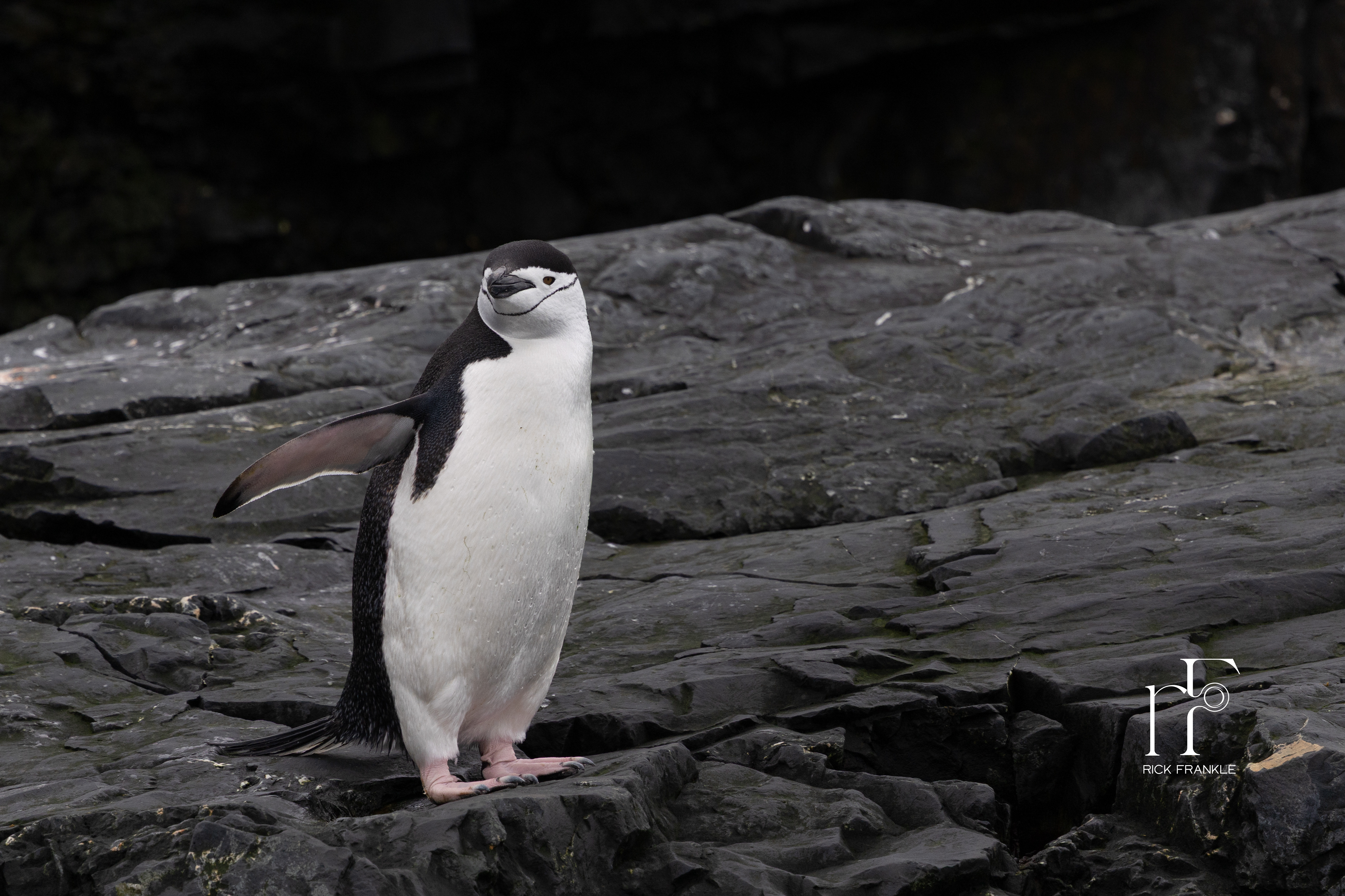CHINSTRAP PENGUIN [MIKKELSON HARBOUR]