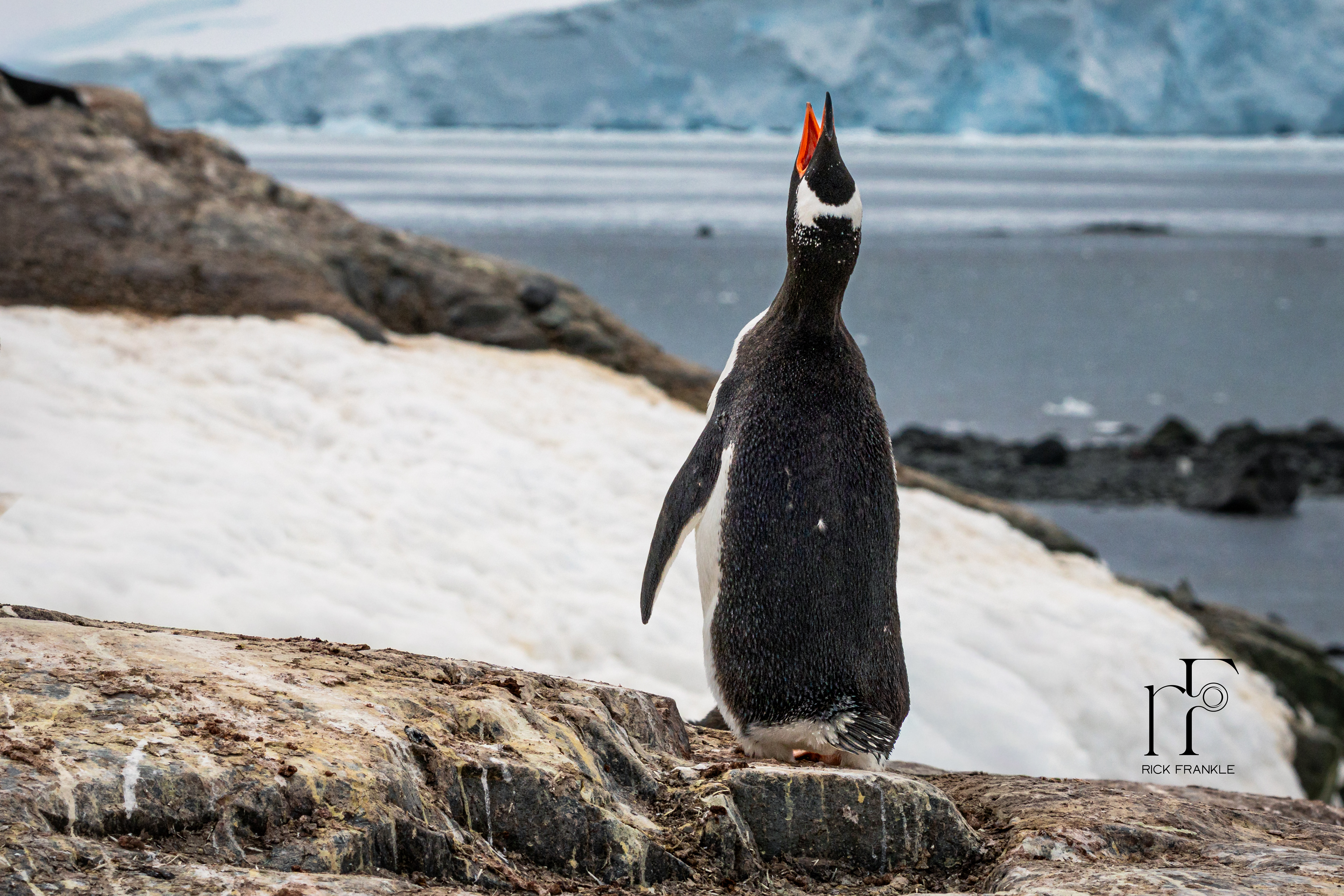 GENTOO PENGUIN [MIKKELSON HARBOUR]