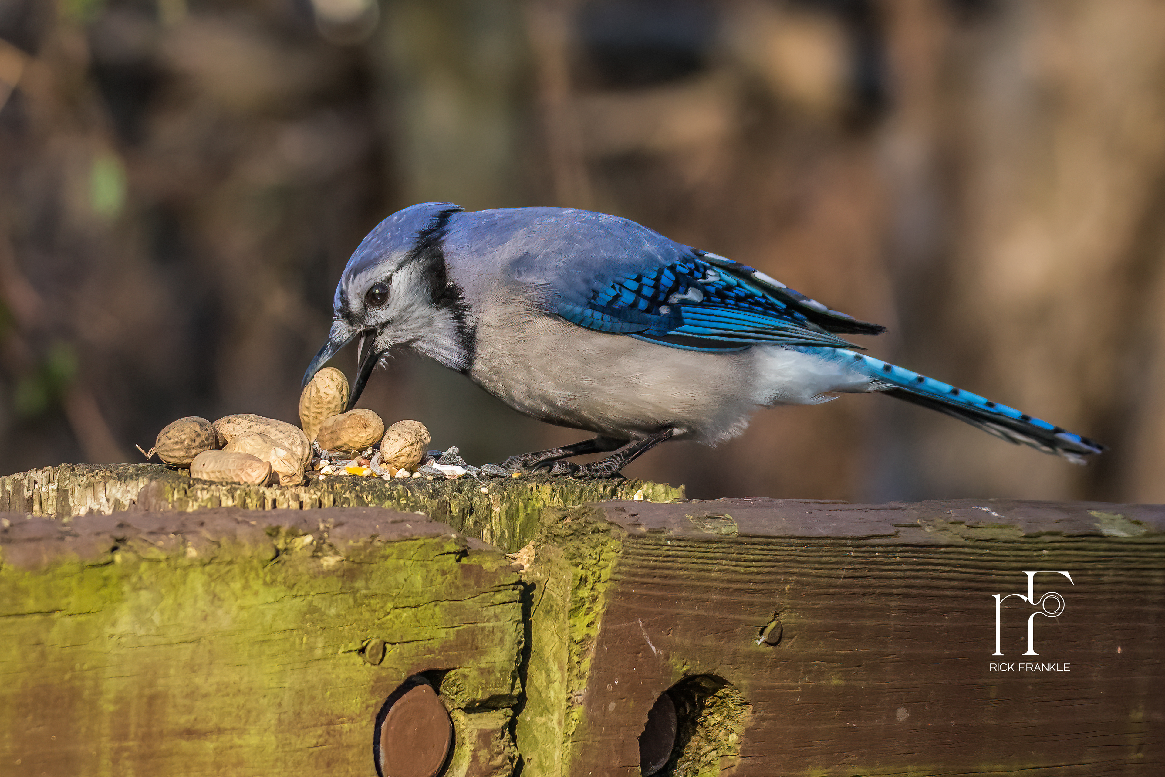 BLUE JAY