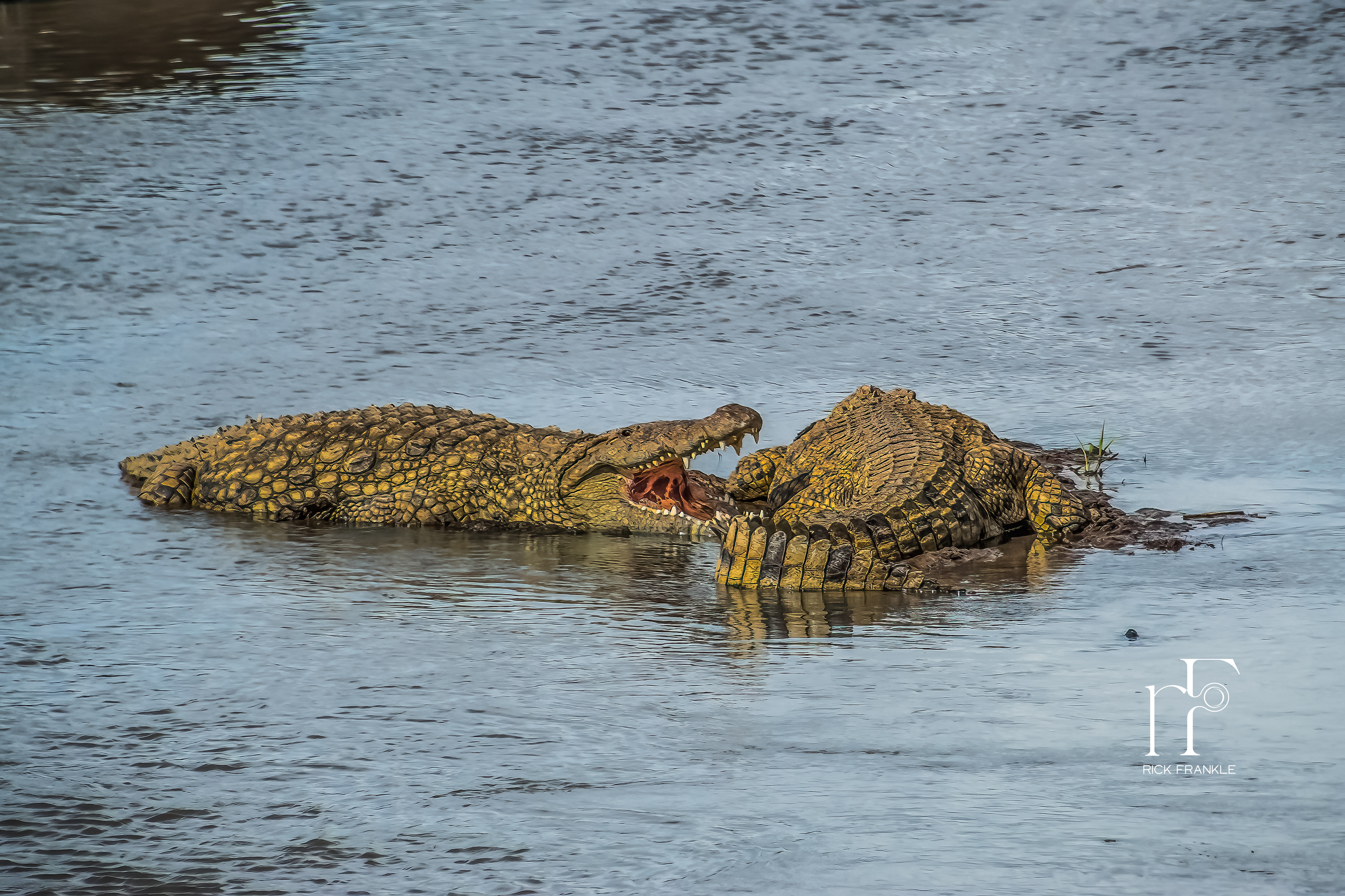 CROCODILES [SERENGETI]