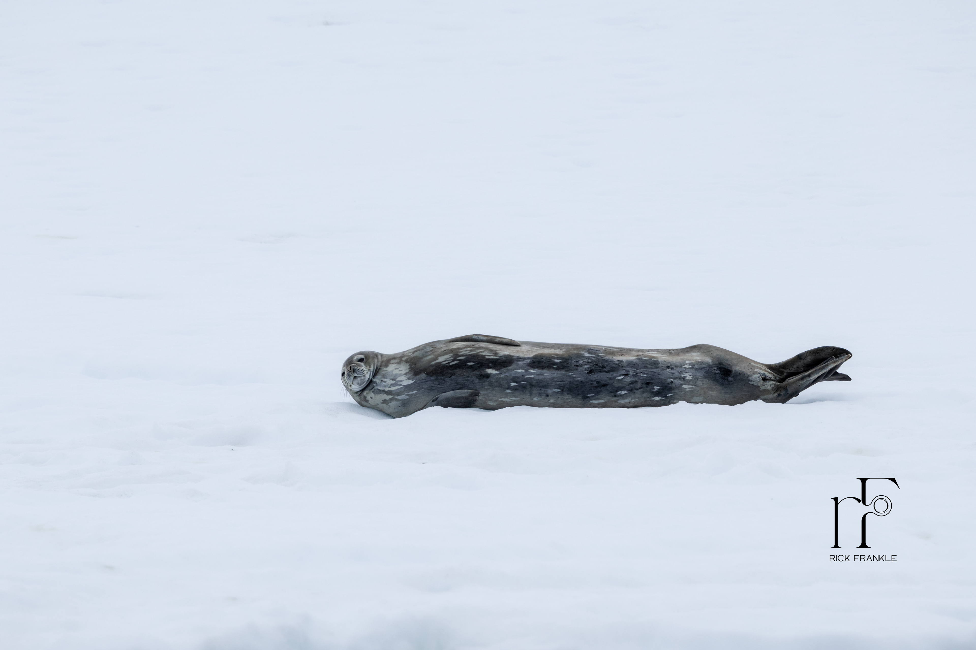 CRABEATER SEAL [MIKKELSON HARBOUR]