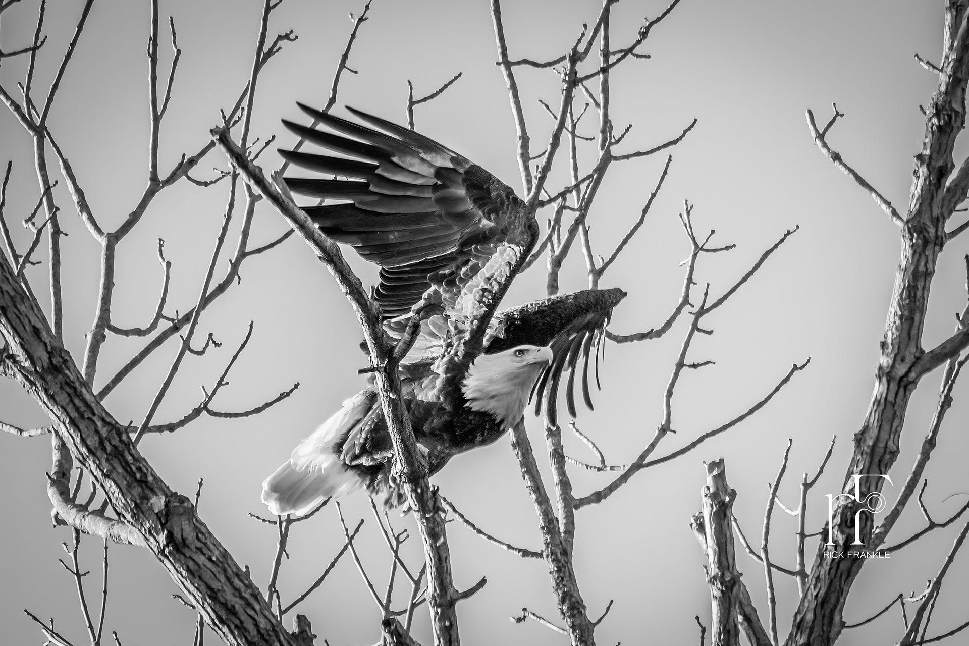BALD EAGLE AT CONOWINGO DAM [DARLINGTON, MARYLAND]