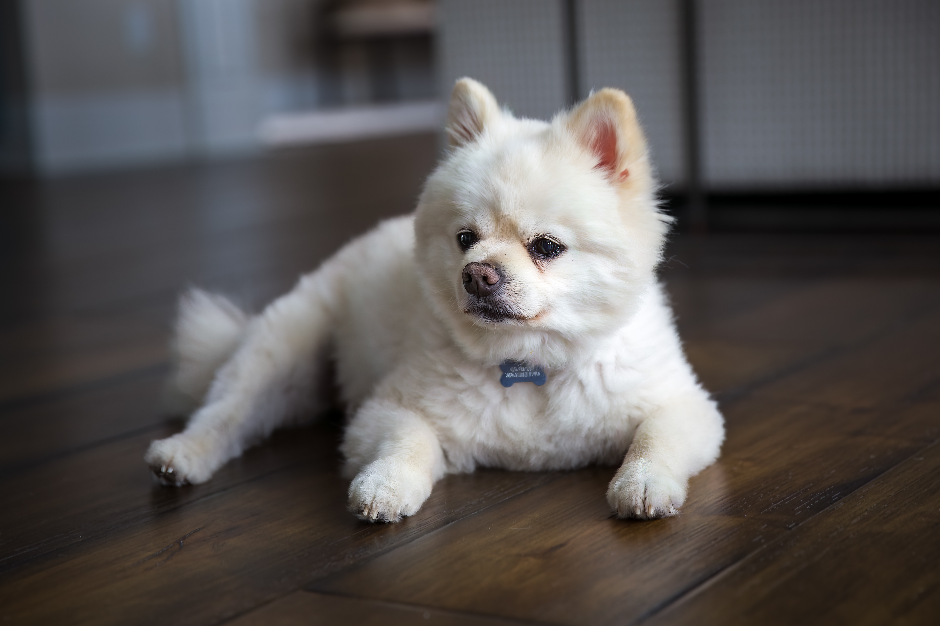 PENNY! PENNY! PENNY!