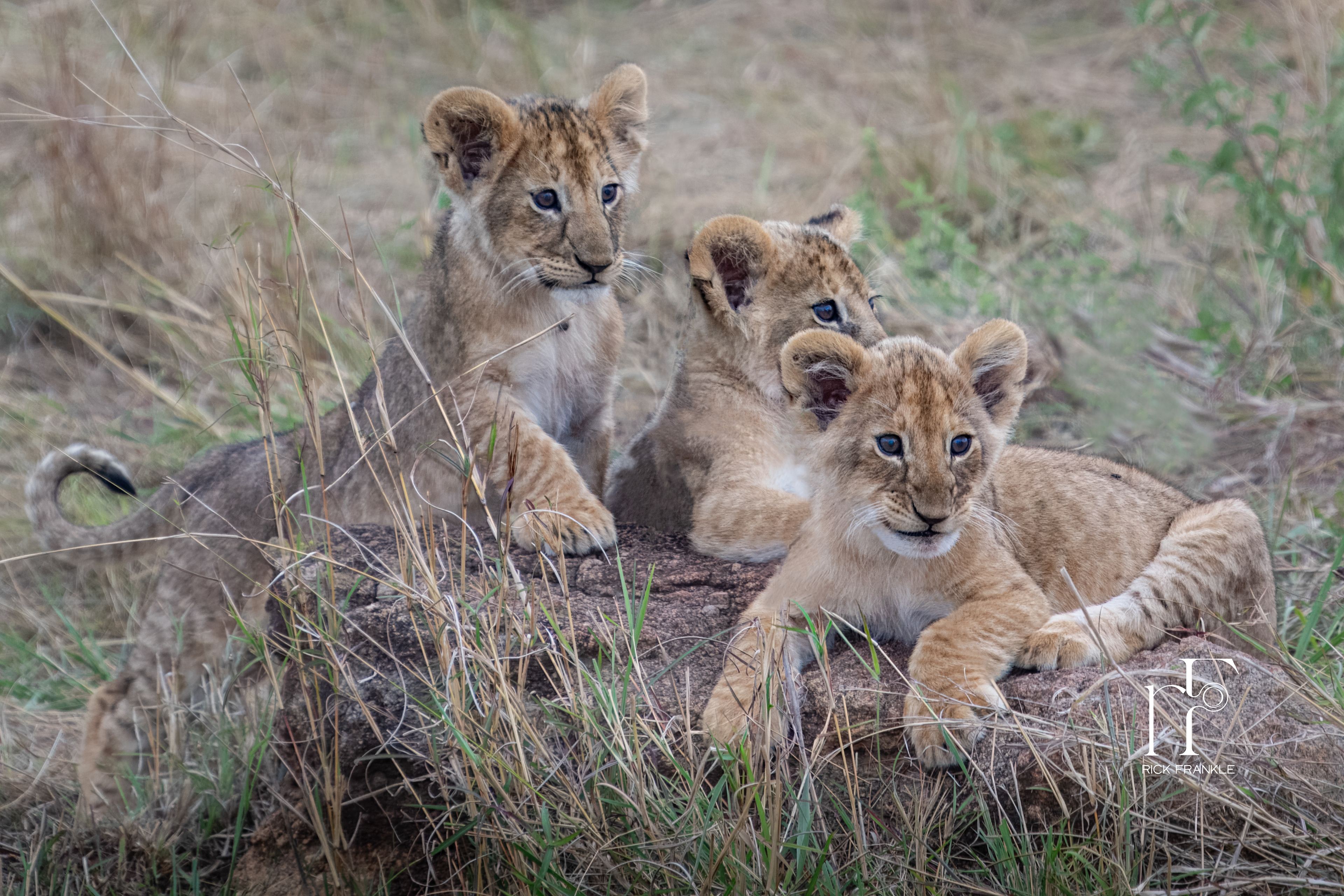 LION CUBS  [SERENGETI]