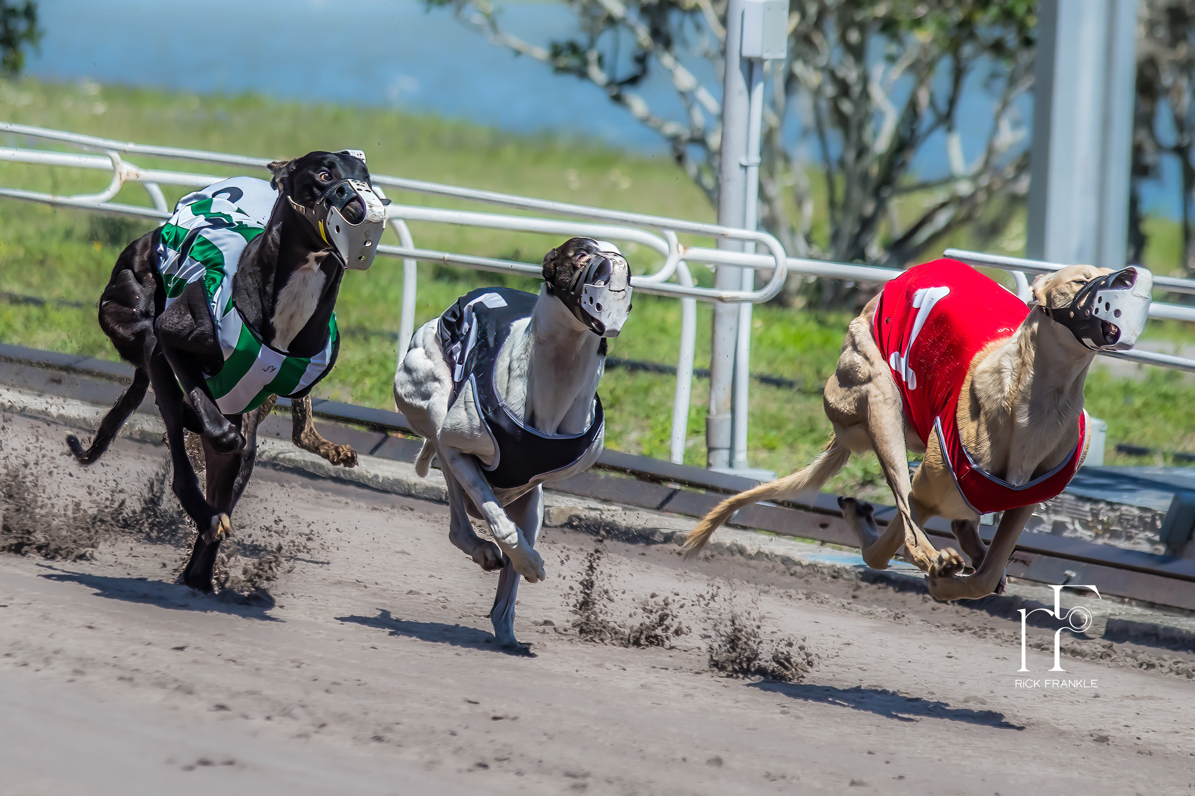 SARASOTA KENNEL CLUB [SARASOTA, FLORIDA]
