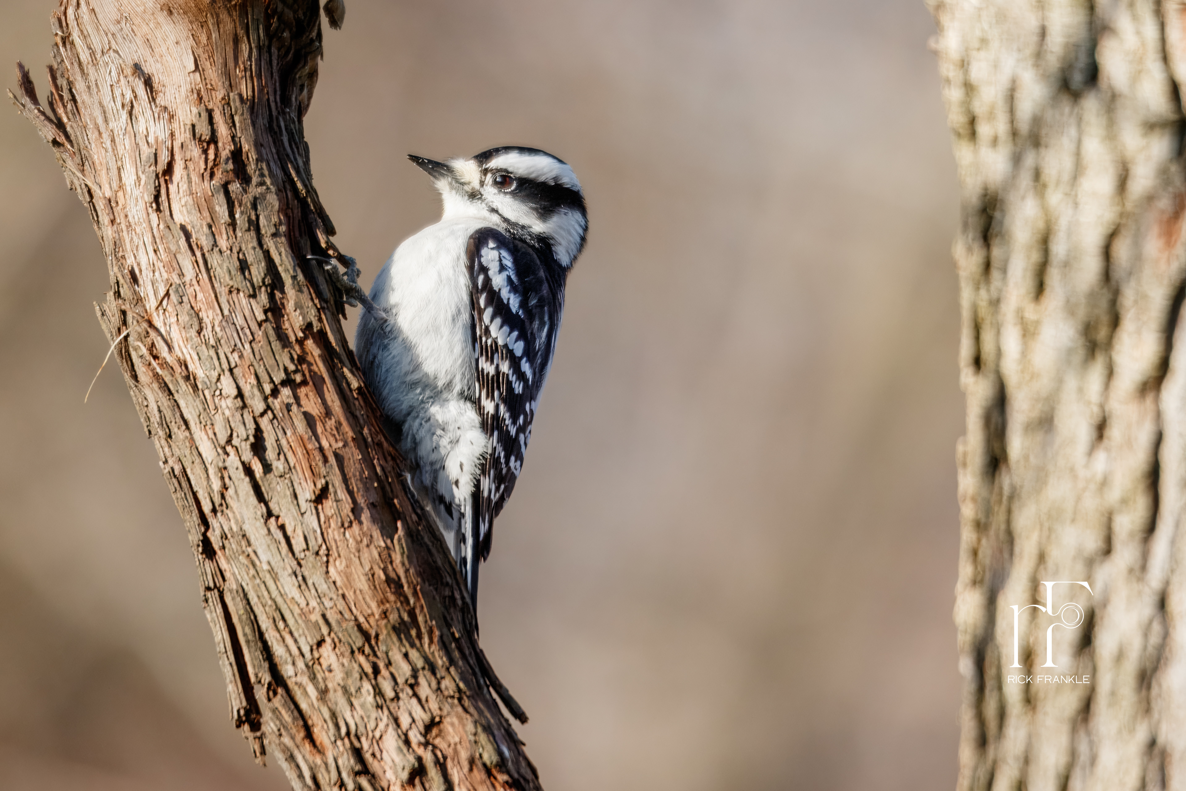 DOWNY WOODPECKER