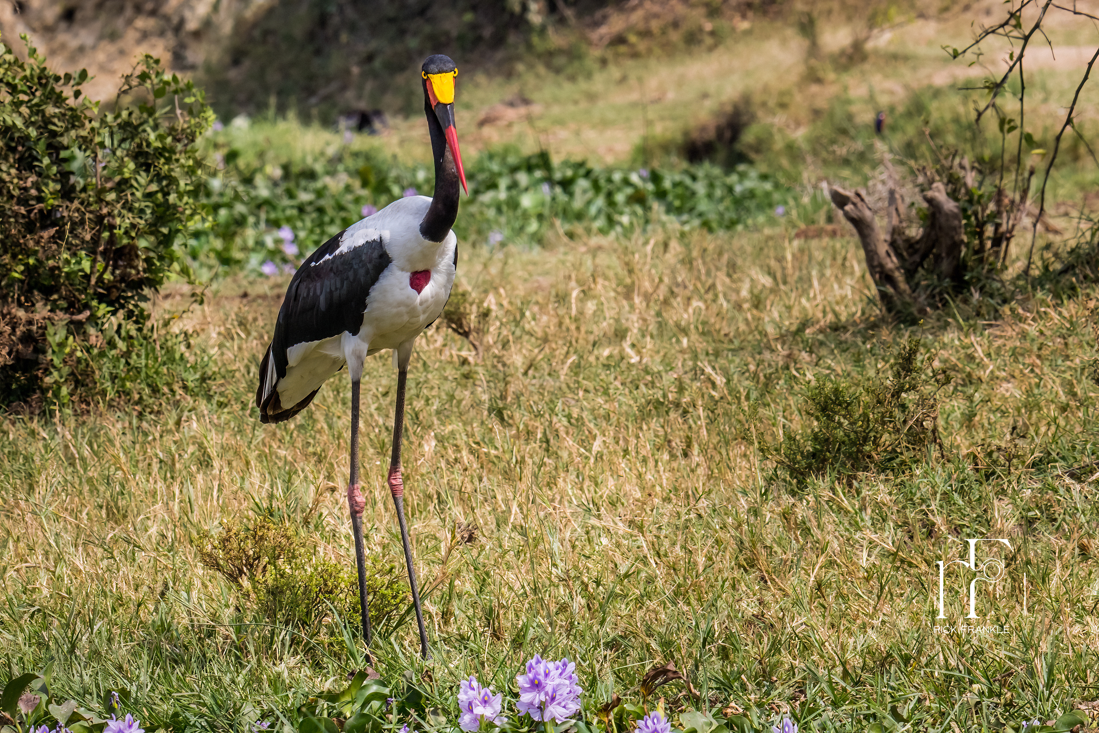 FEMALE SADDLE BILLED STORK [KAZINGA CHANNEL]