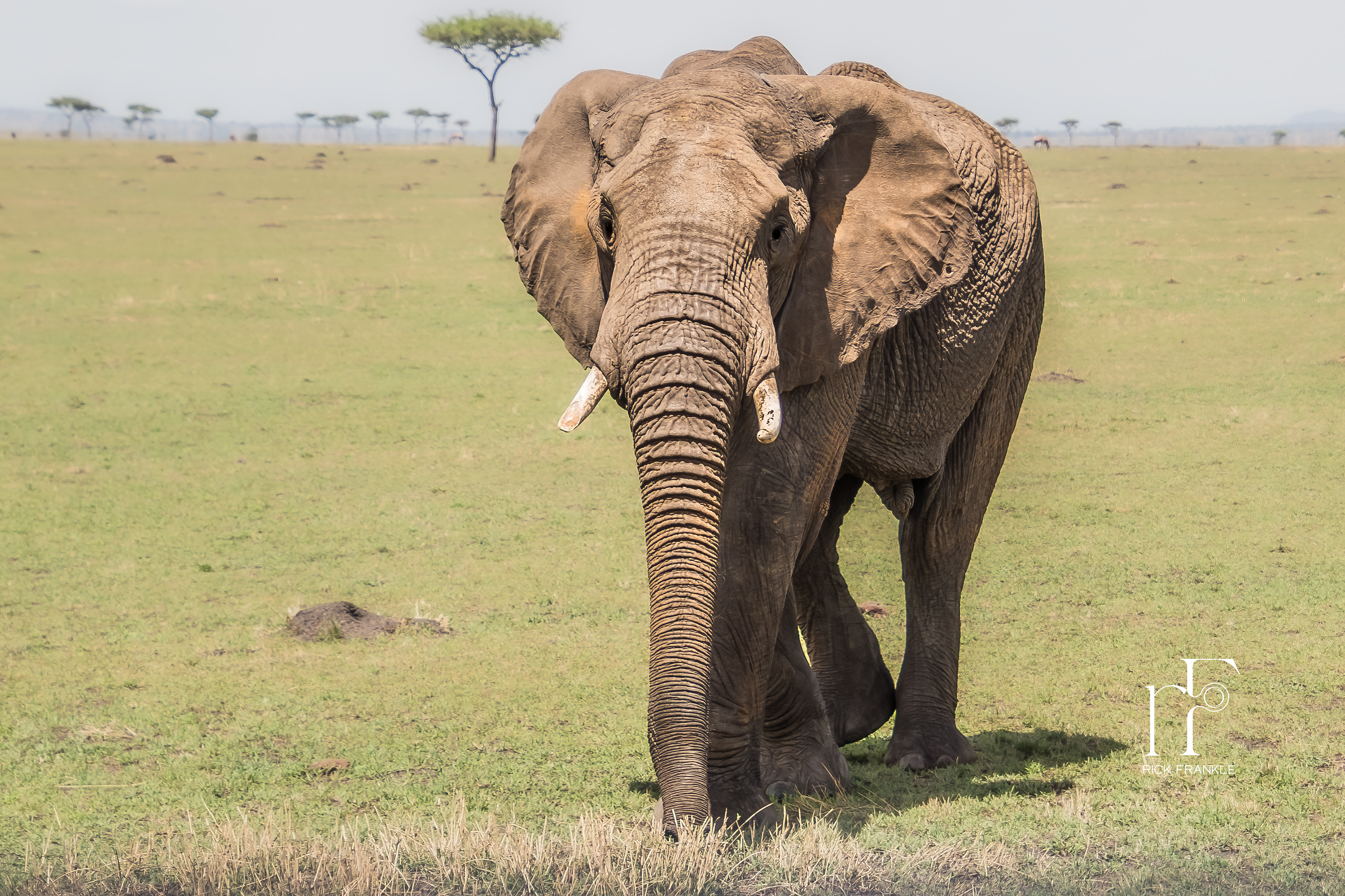 BULL ELEPHANT [SERENGETI]