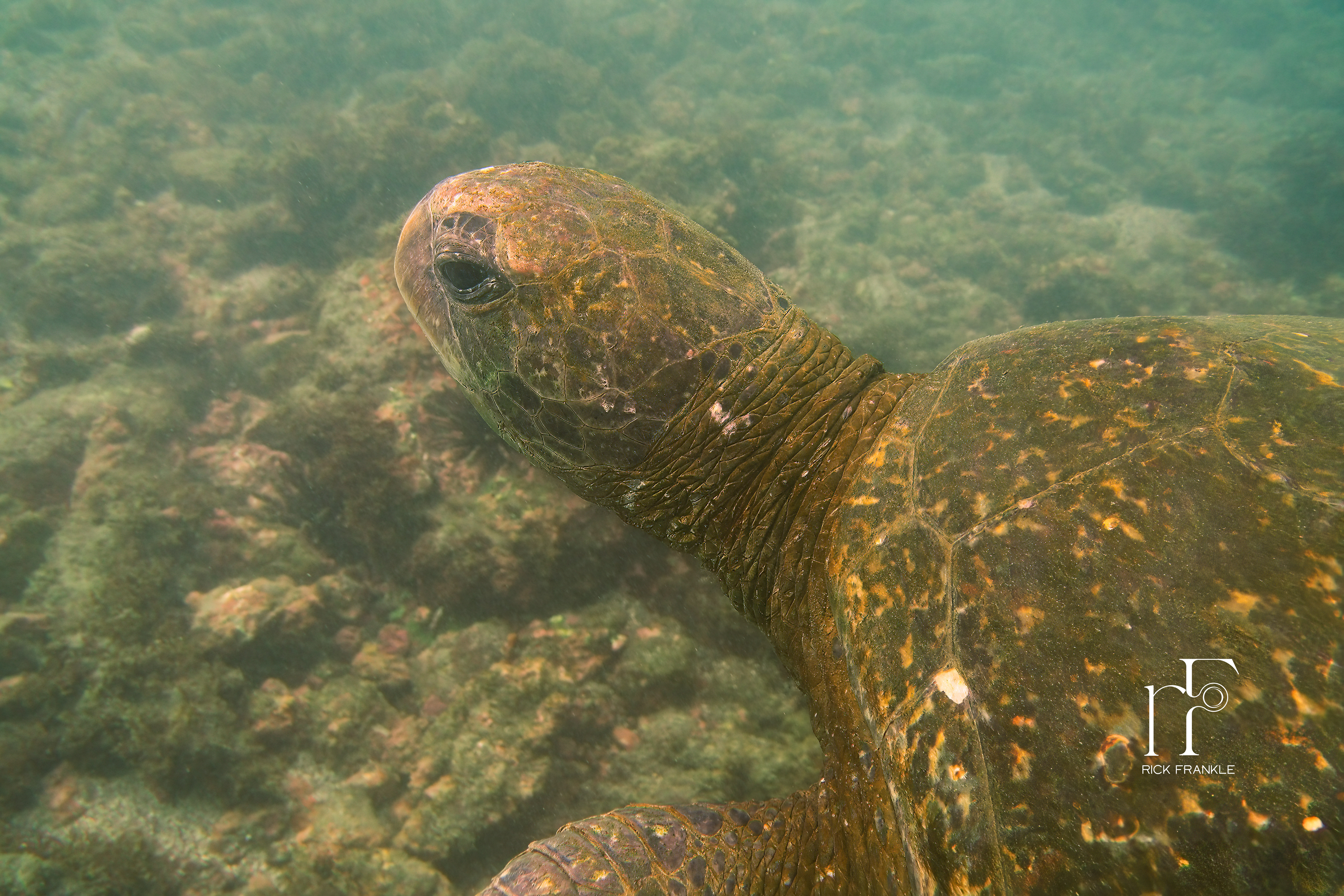 GALÁPAGOS SEA TURTLE [URBINA BAY]