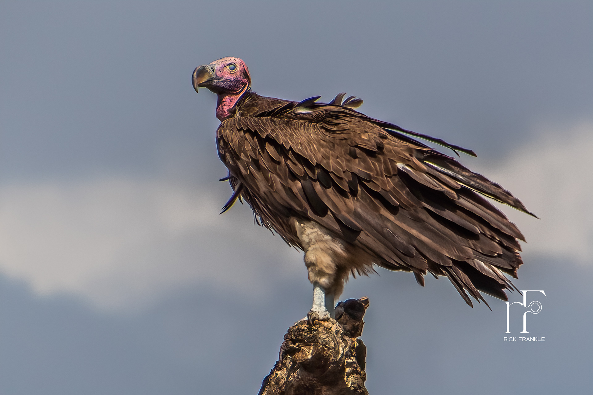 LAPPET-FACED VULTURE [SERENGETI]