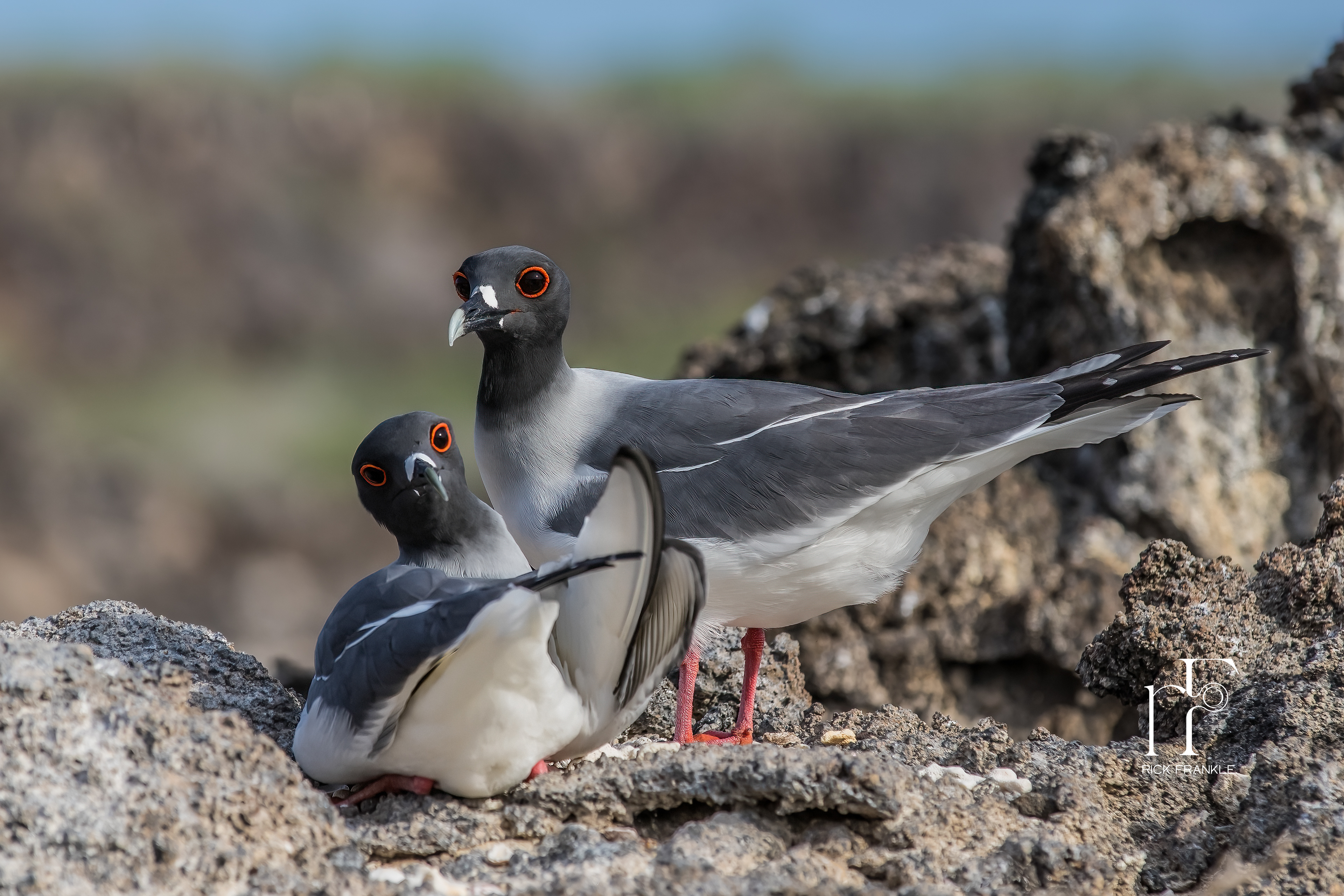 SWALLOW-TAILED GULLS [DARWIN BAY]