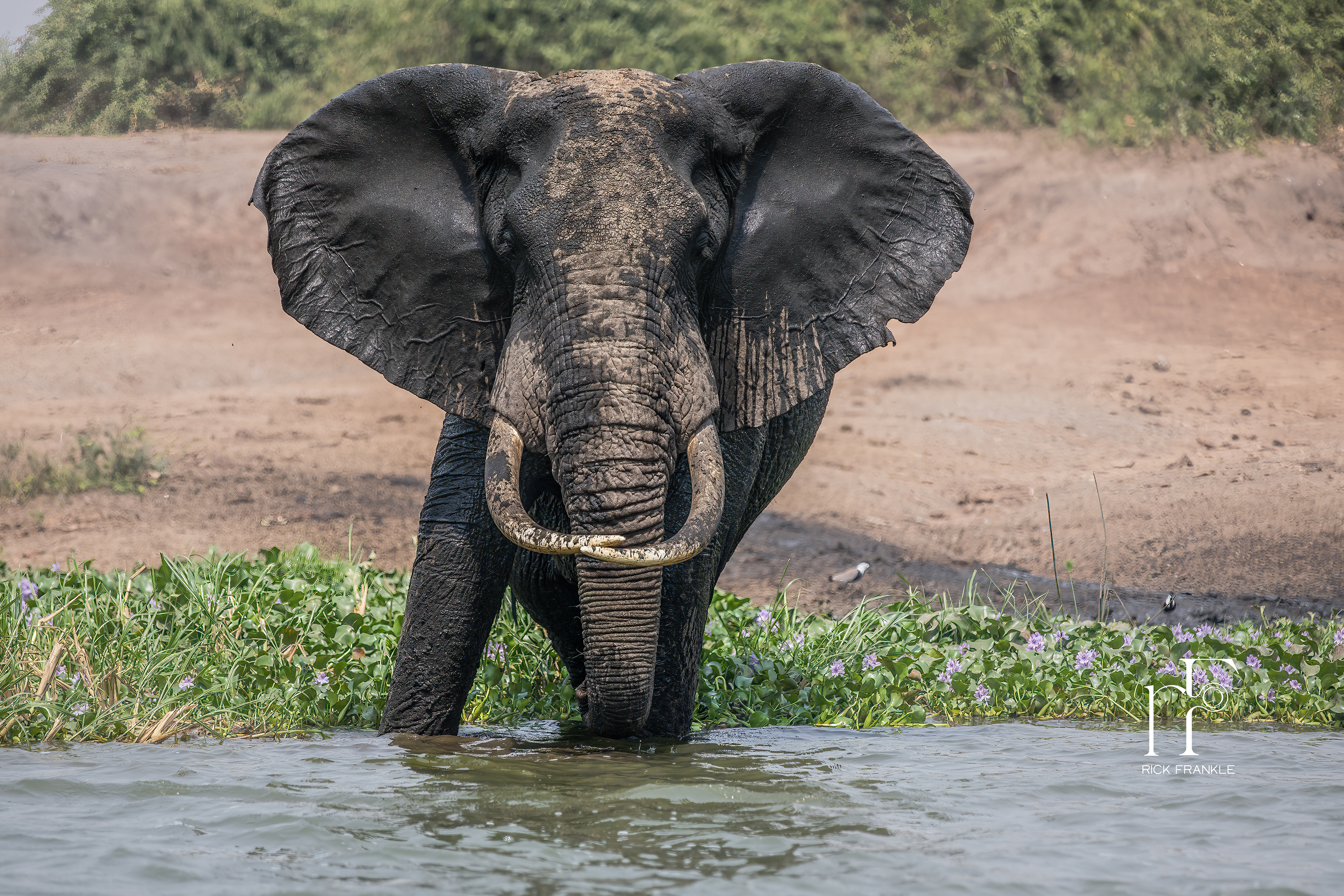 ELEPHANT [KAZINGA CHANNEL]