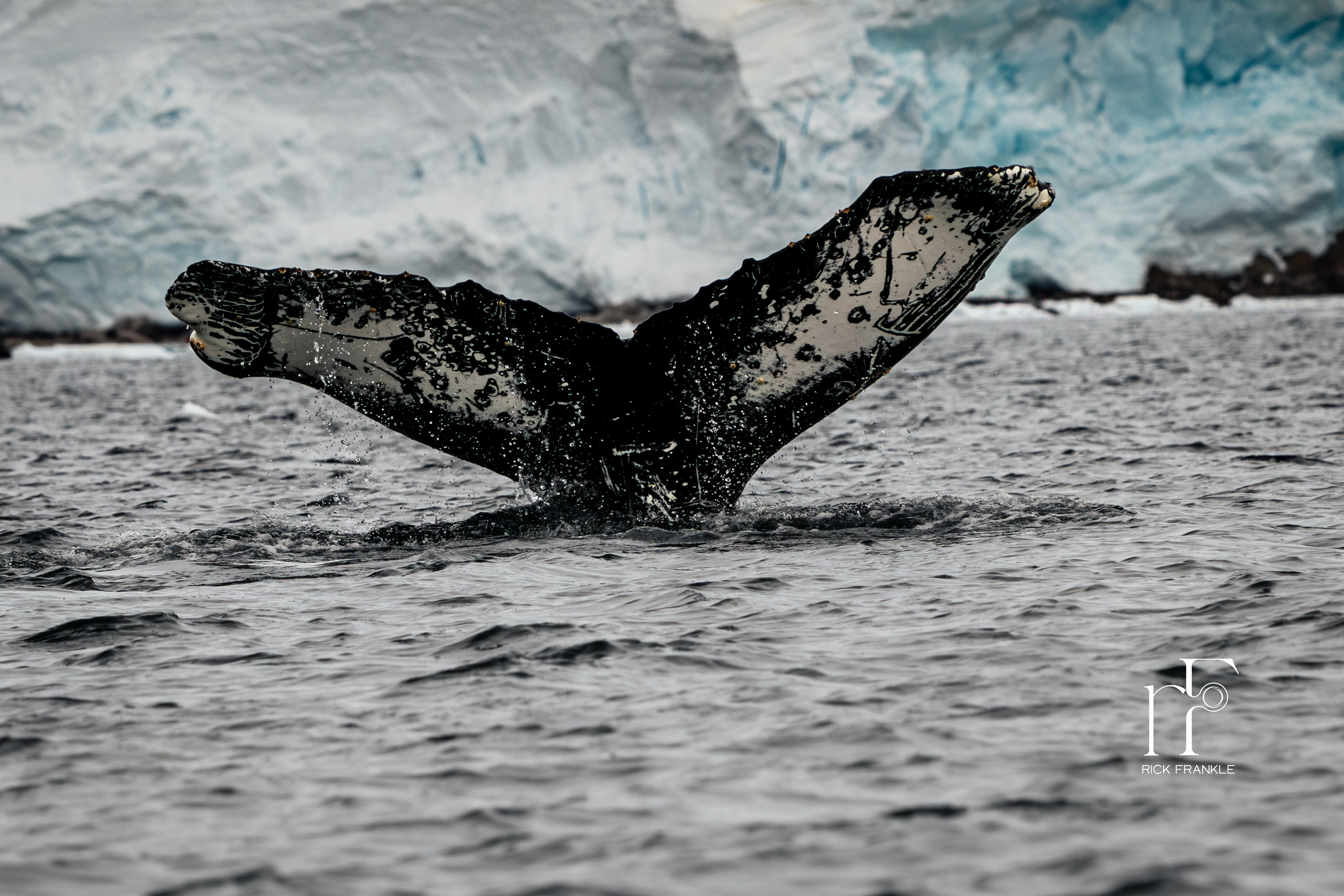 HUMPBACK WHALE [NEKO HARBOUR]