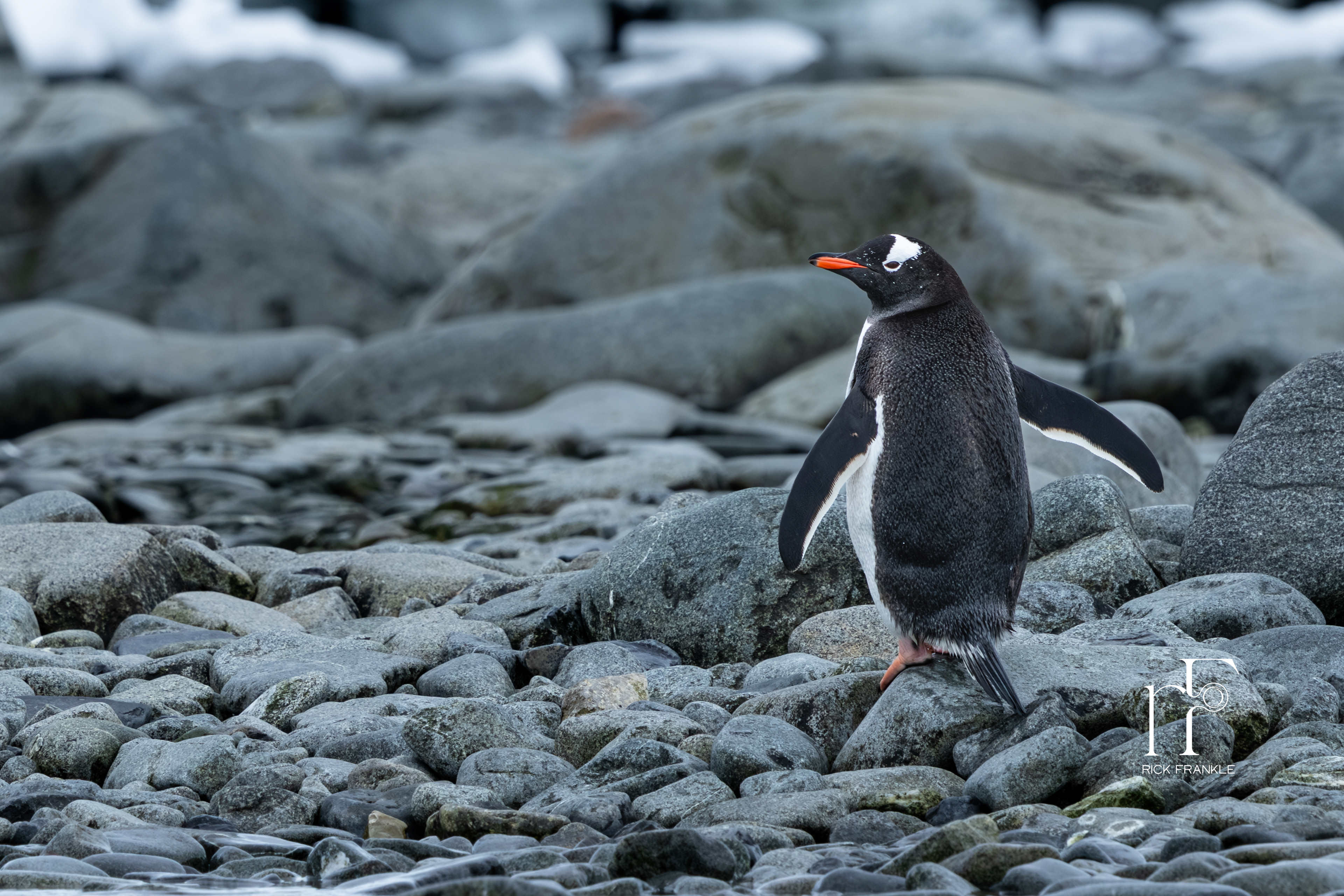 GENTOO PENGUIN [MIKKELSON HARBOUR]