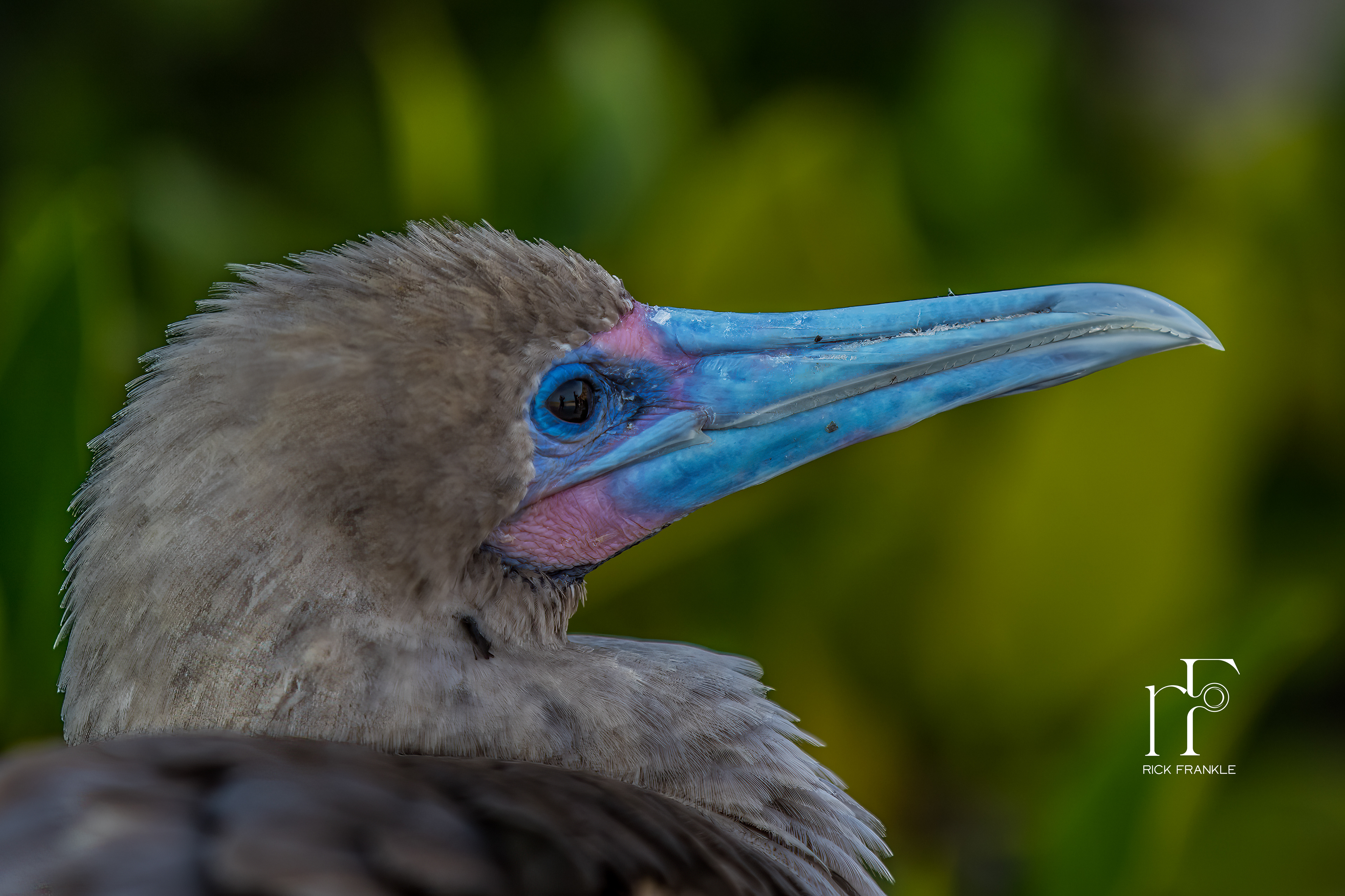 RED FOOTED BOOBY [DARWIN BAY]