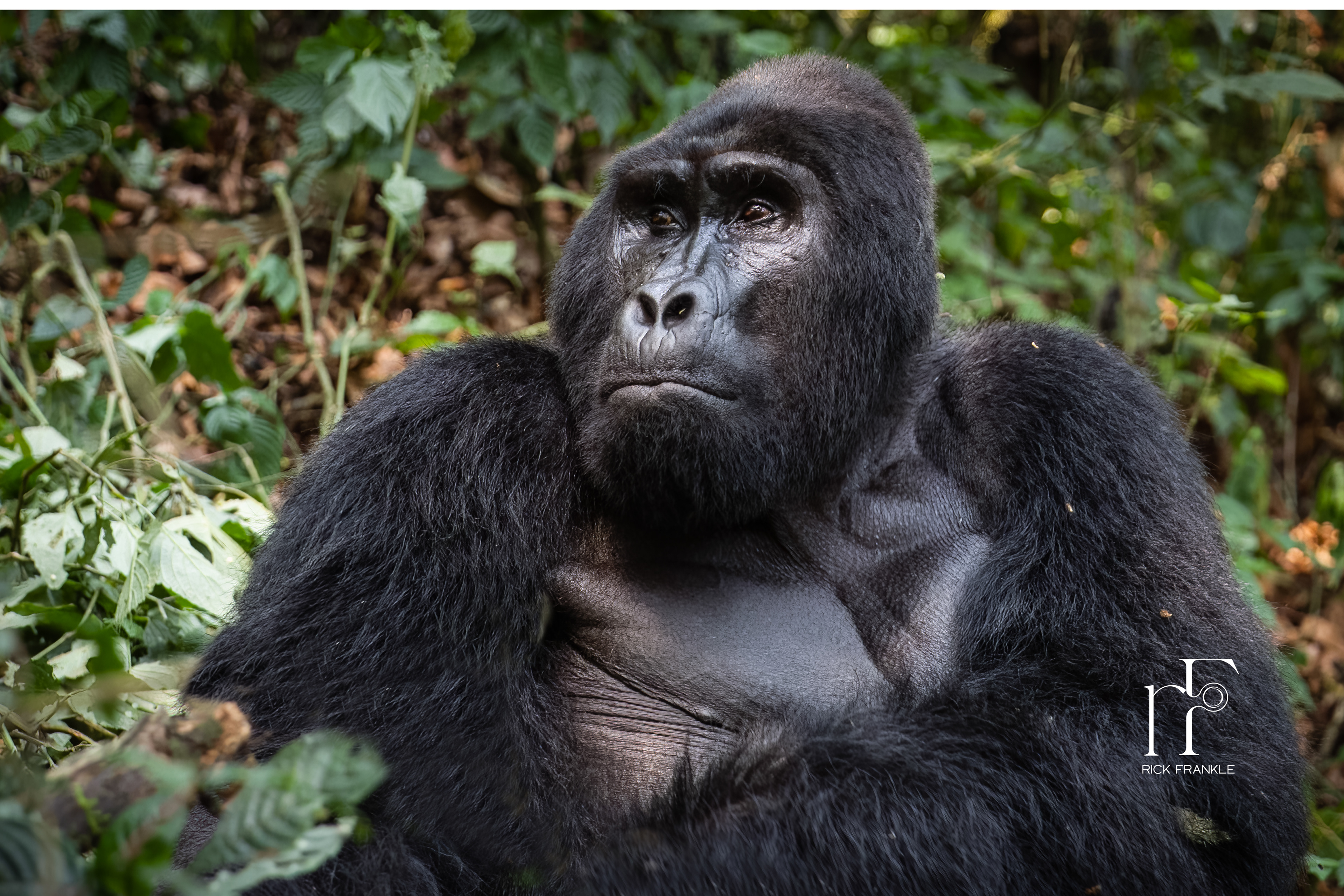 BWINDI IMPENETRABLE FOREST [UGANDA]