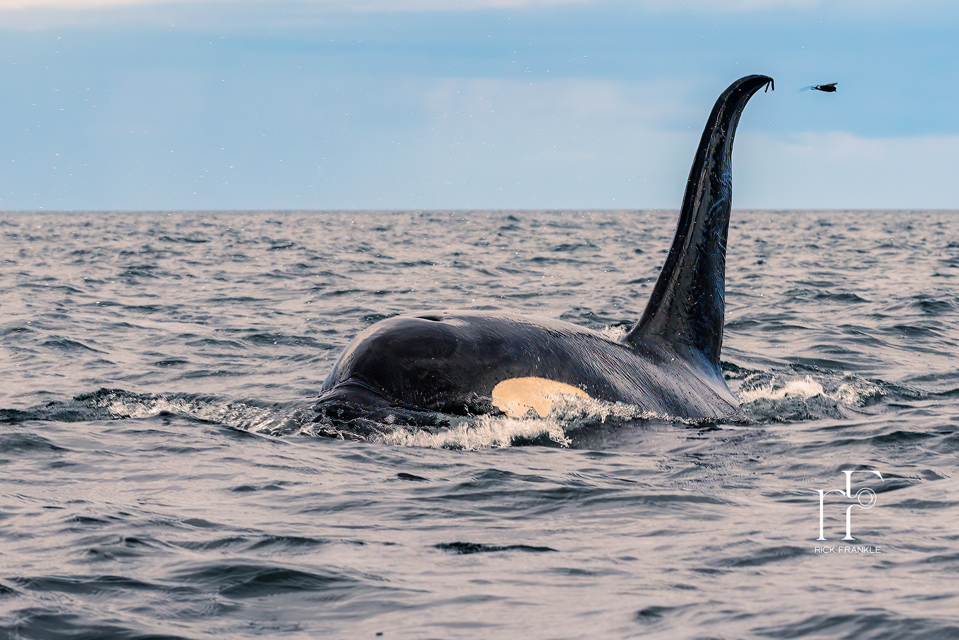 ORCA WHALE [VINCENTE POINT]