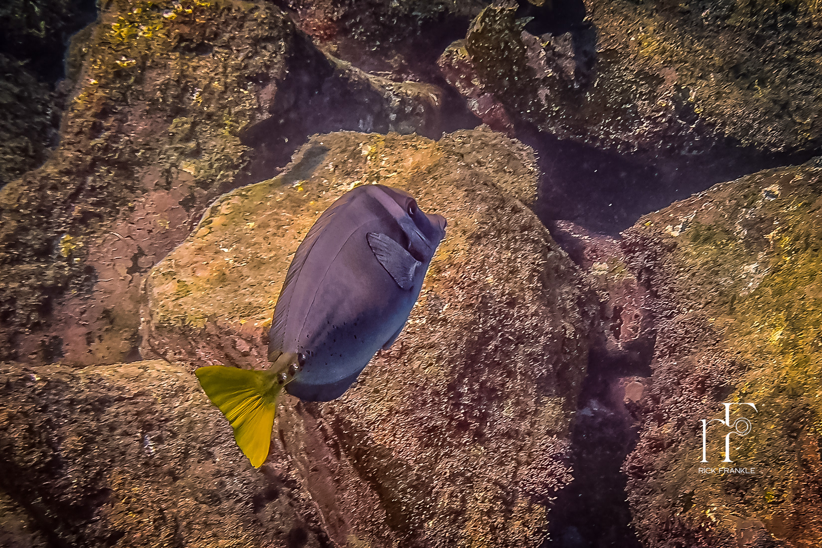 YELLOWTAILED SURGEONFISH [OSBORNE ISLET]