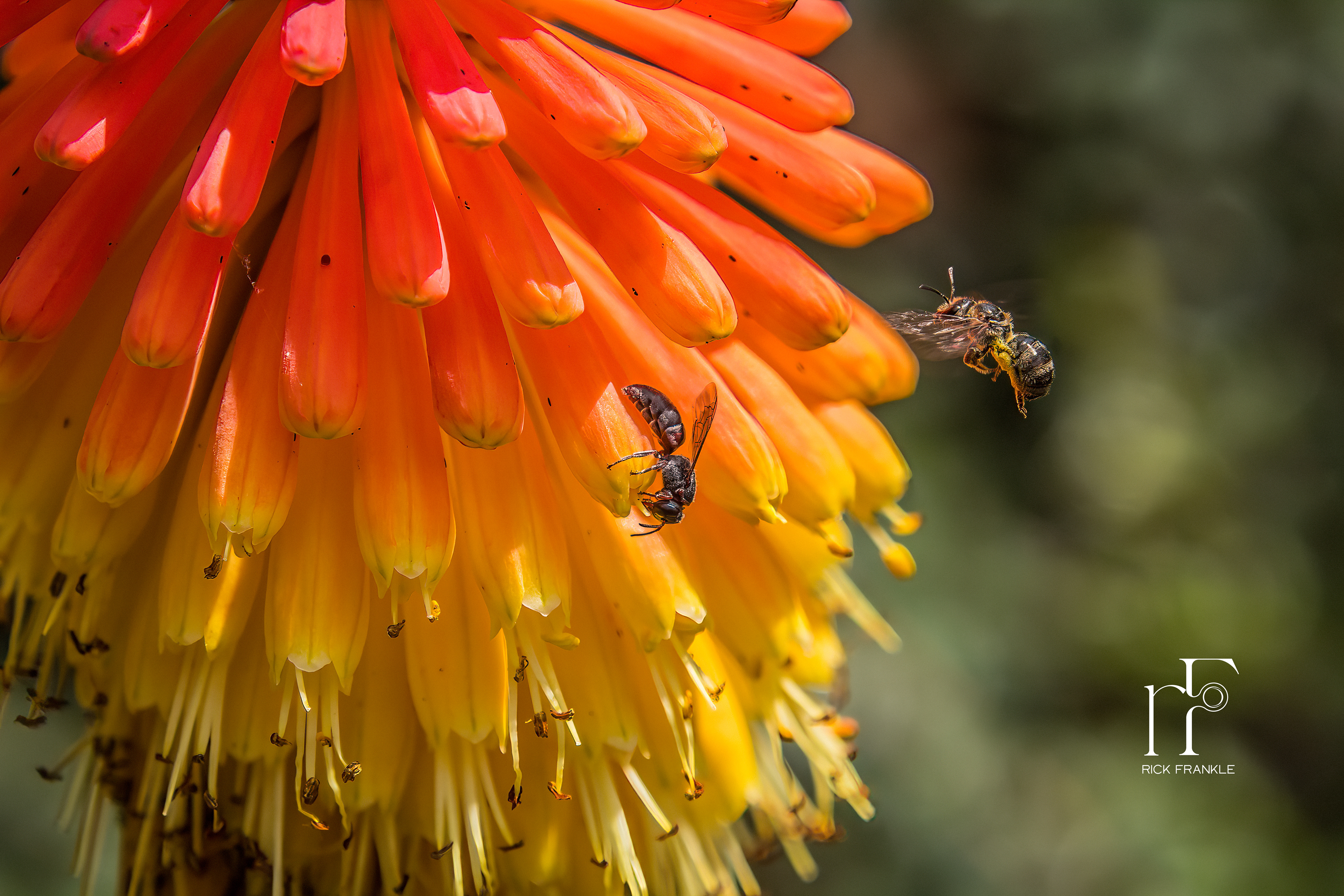 COMMON RED HOT POKER [ARUSHA]