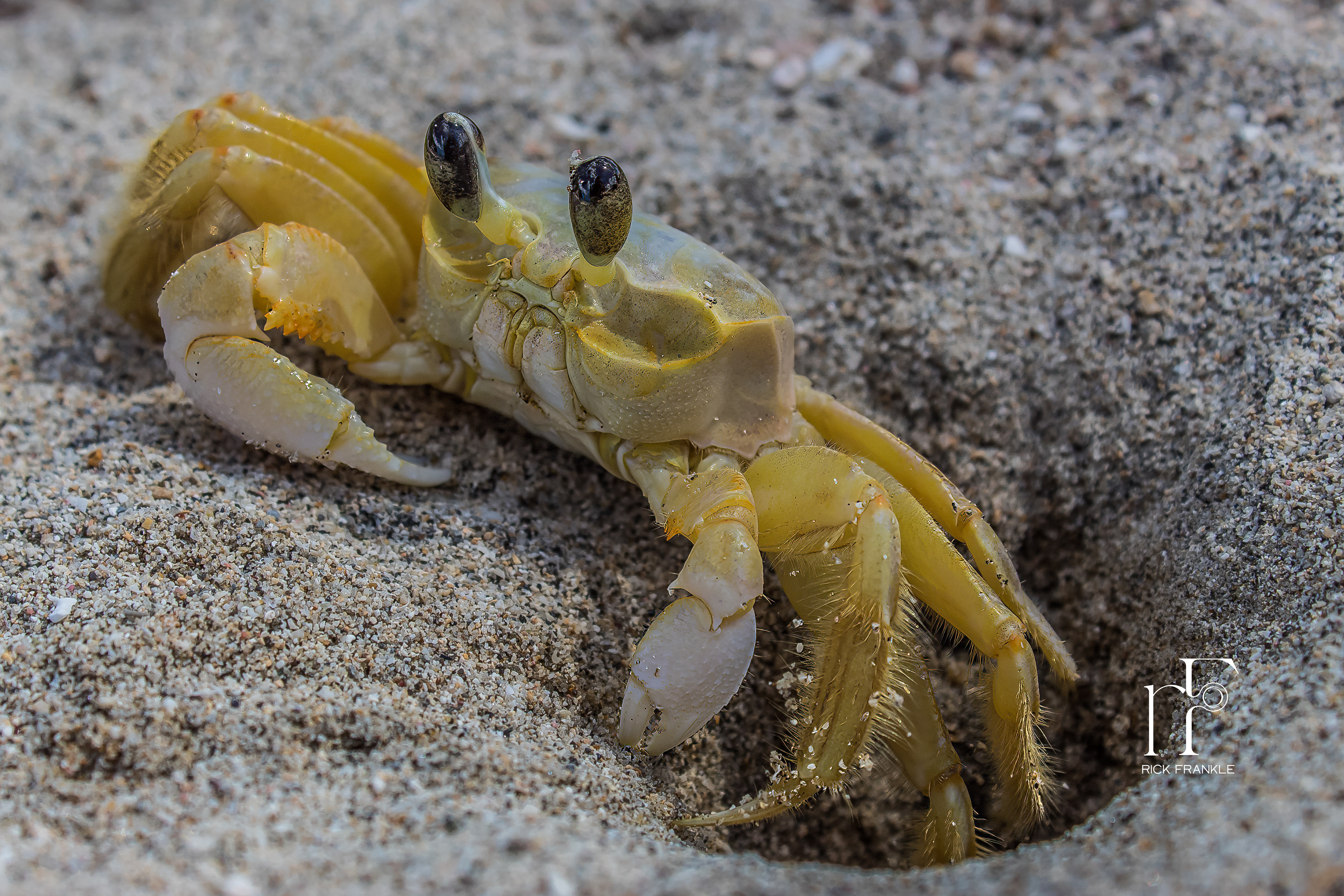 ATLANTIC GHOST CRAB [ST LUCIA]