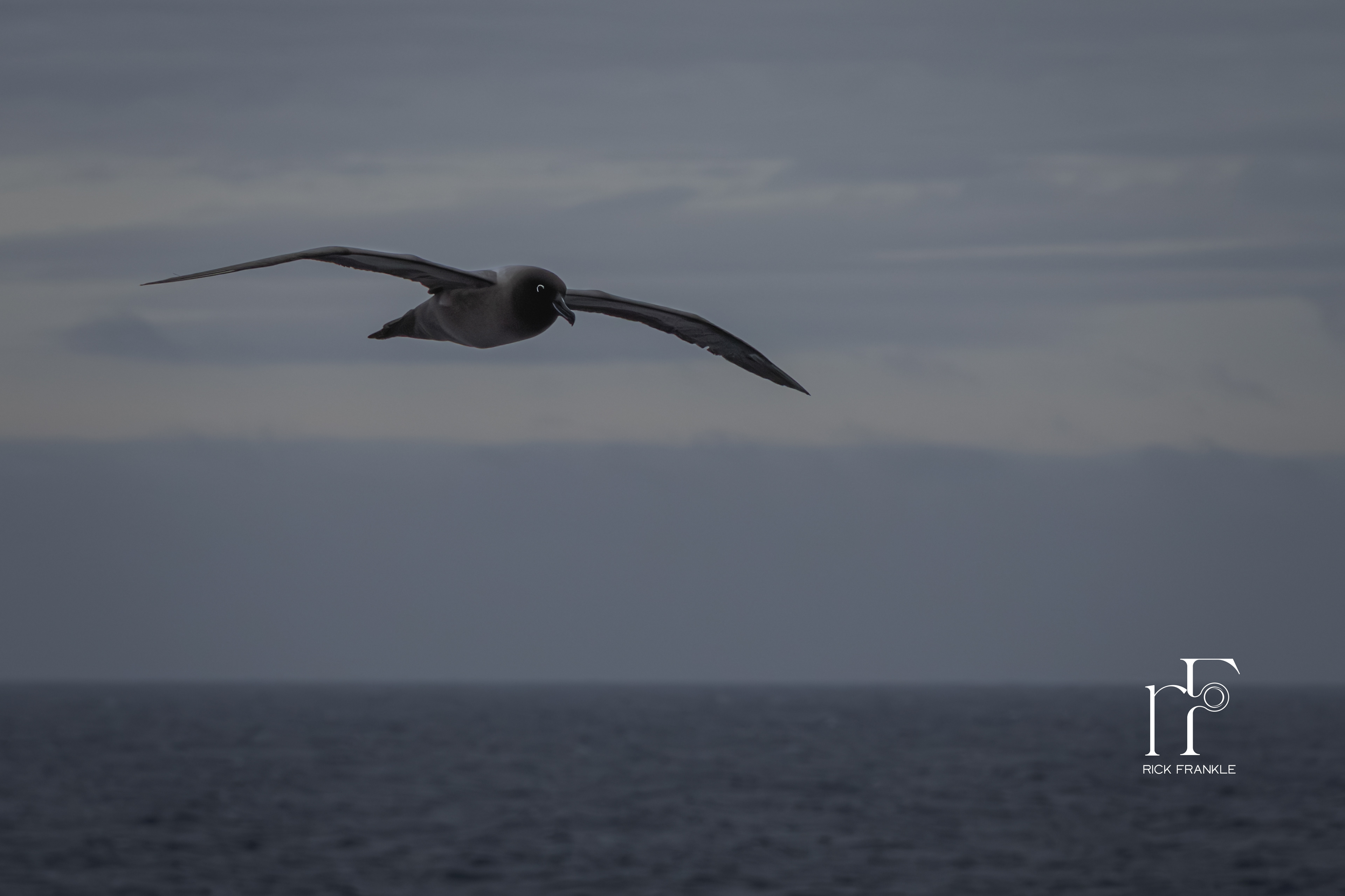 LIGHT MANTLED ALBATROSS [SOUTHERN OCEAN]