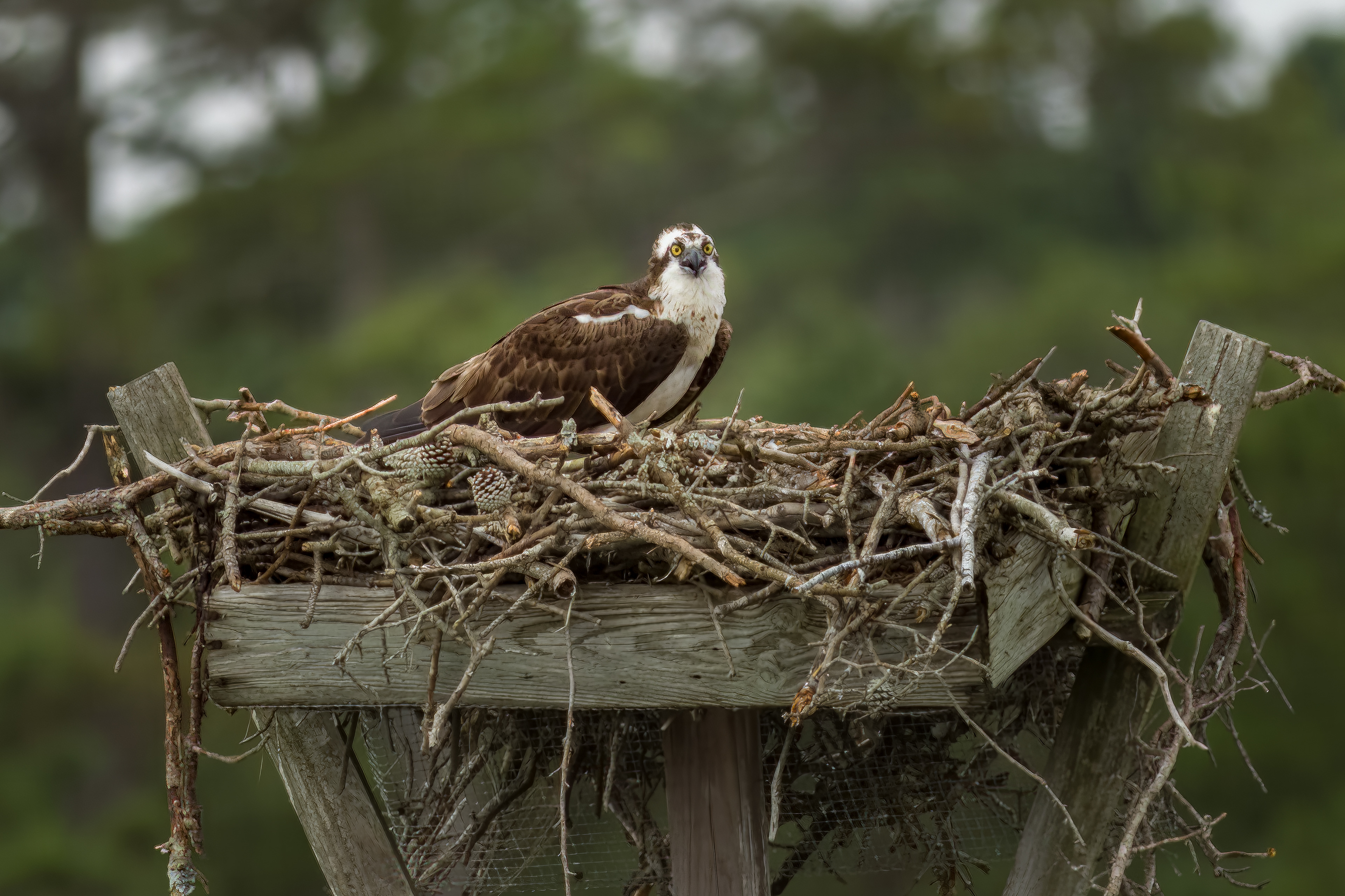 OSPREY
