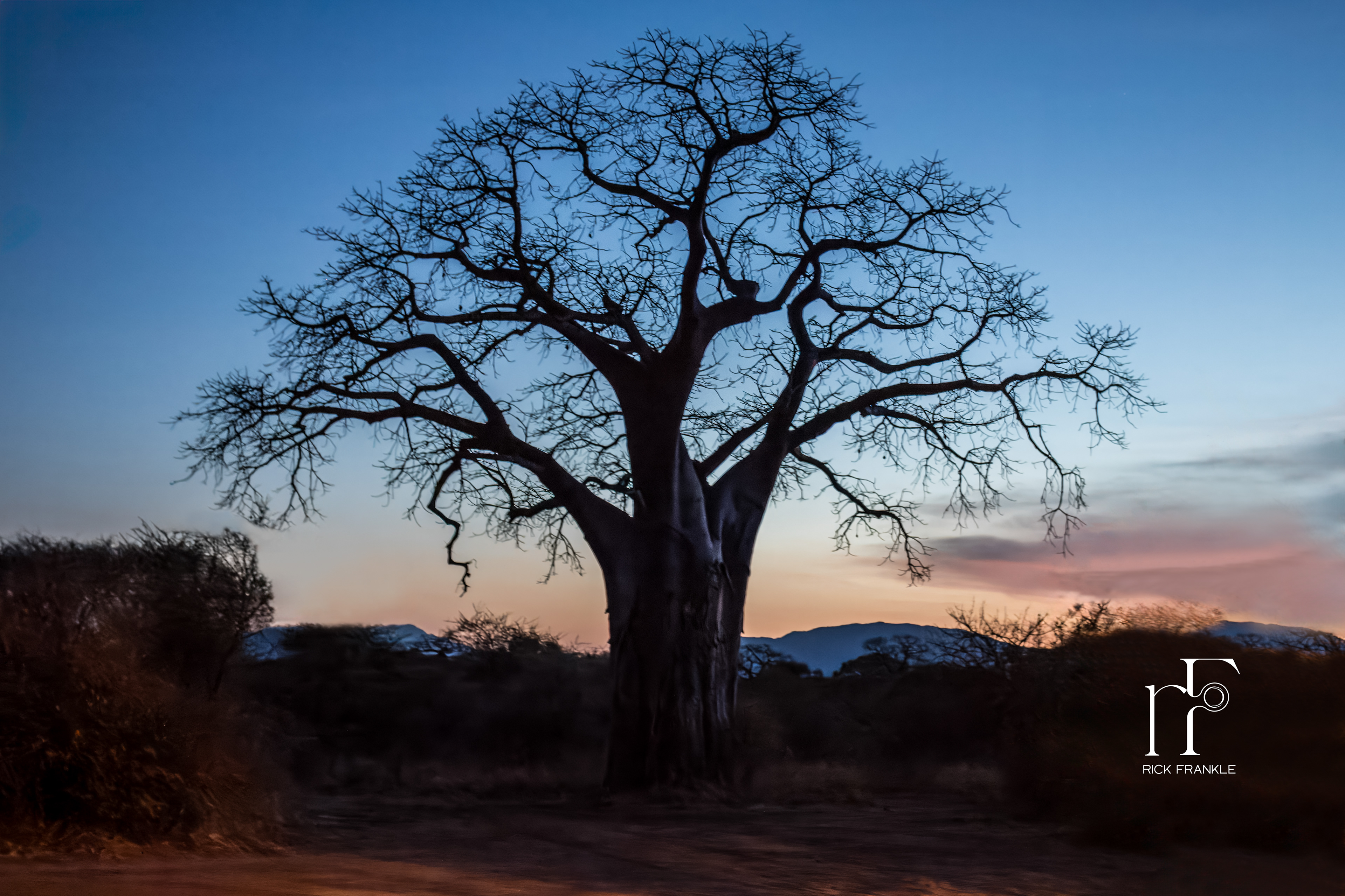 BAOBOB TREE [TARANGIRE]