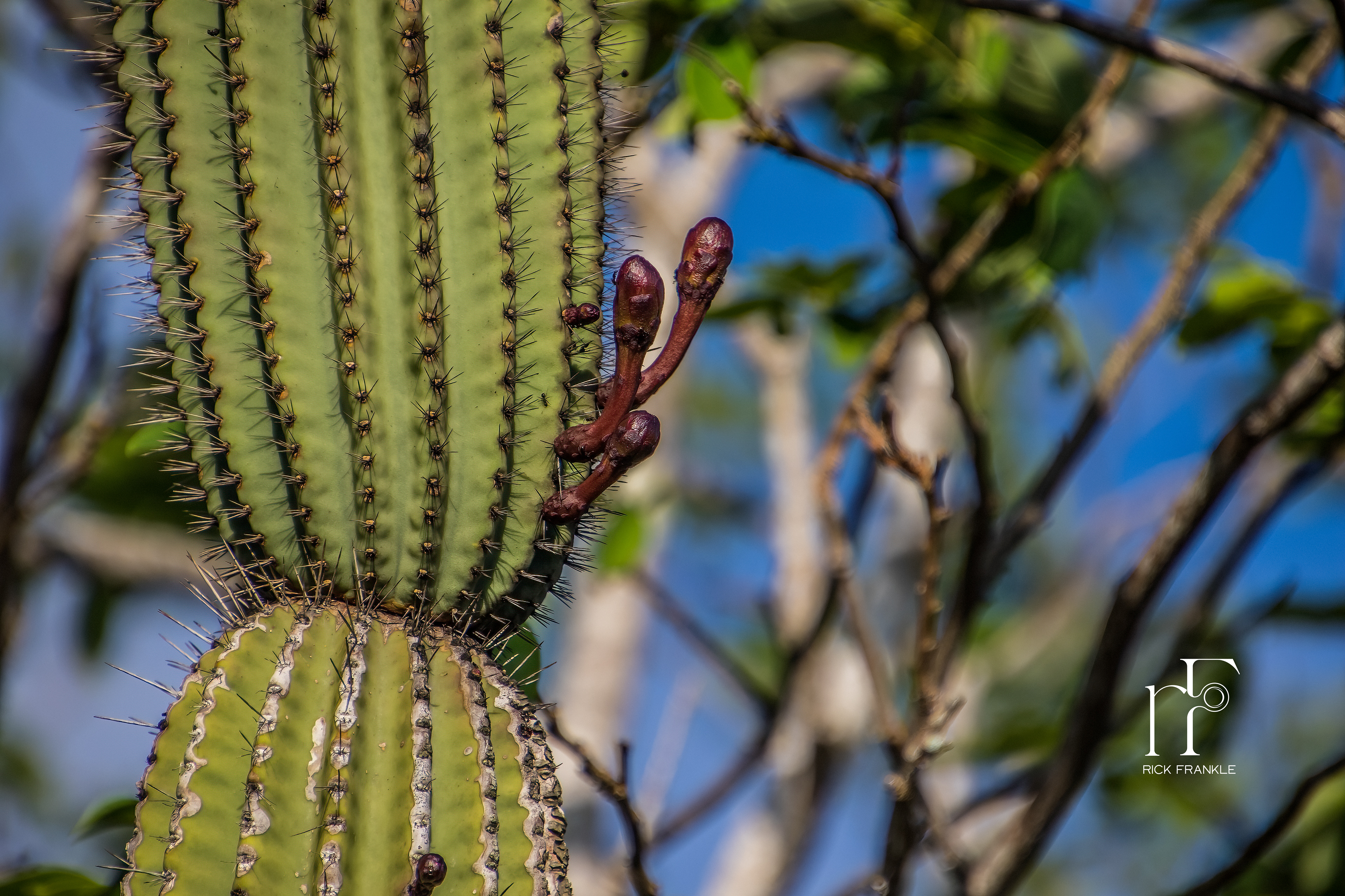 CANDELABRA CACTUS [FRIGATEBIRD HILL]