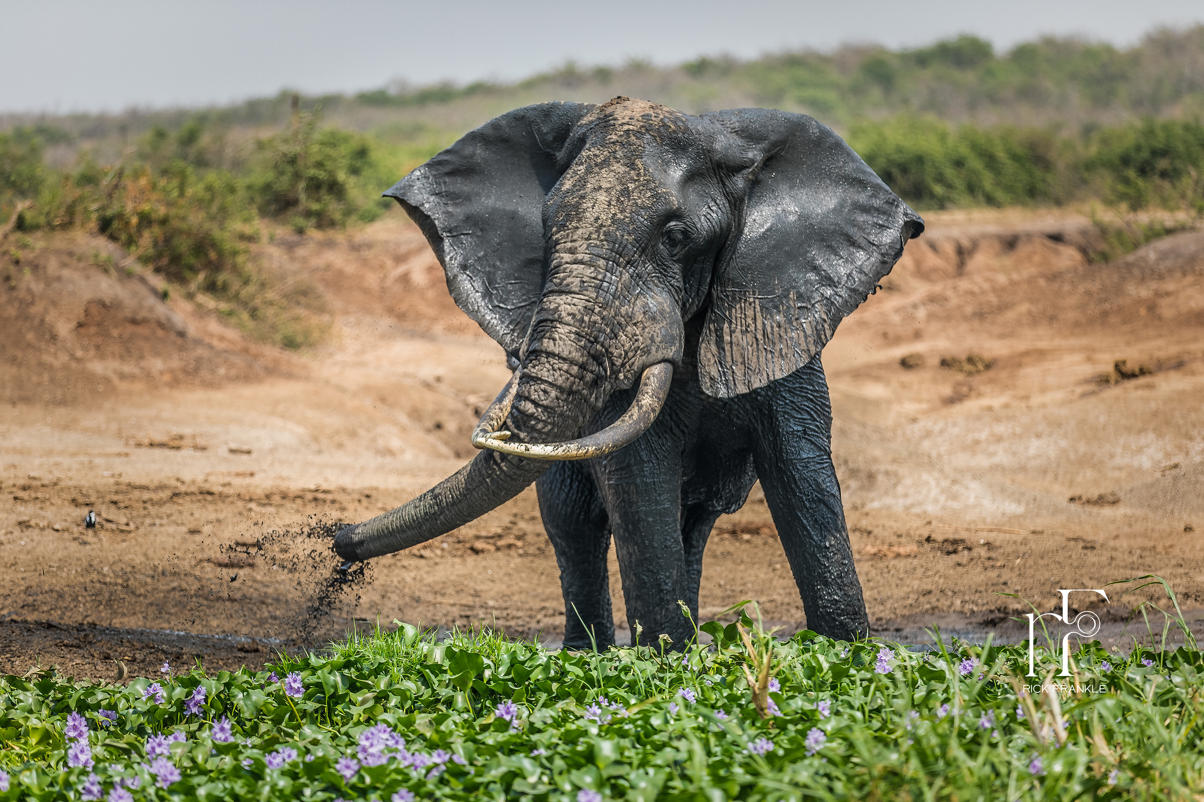 ELEPHANT [KAZINGA CHANNEL]