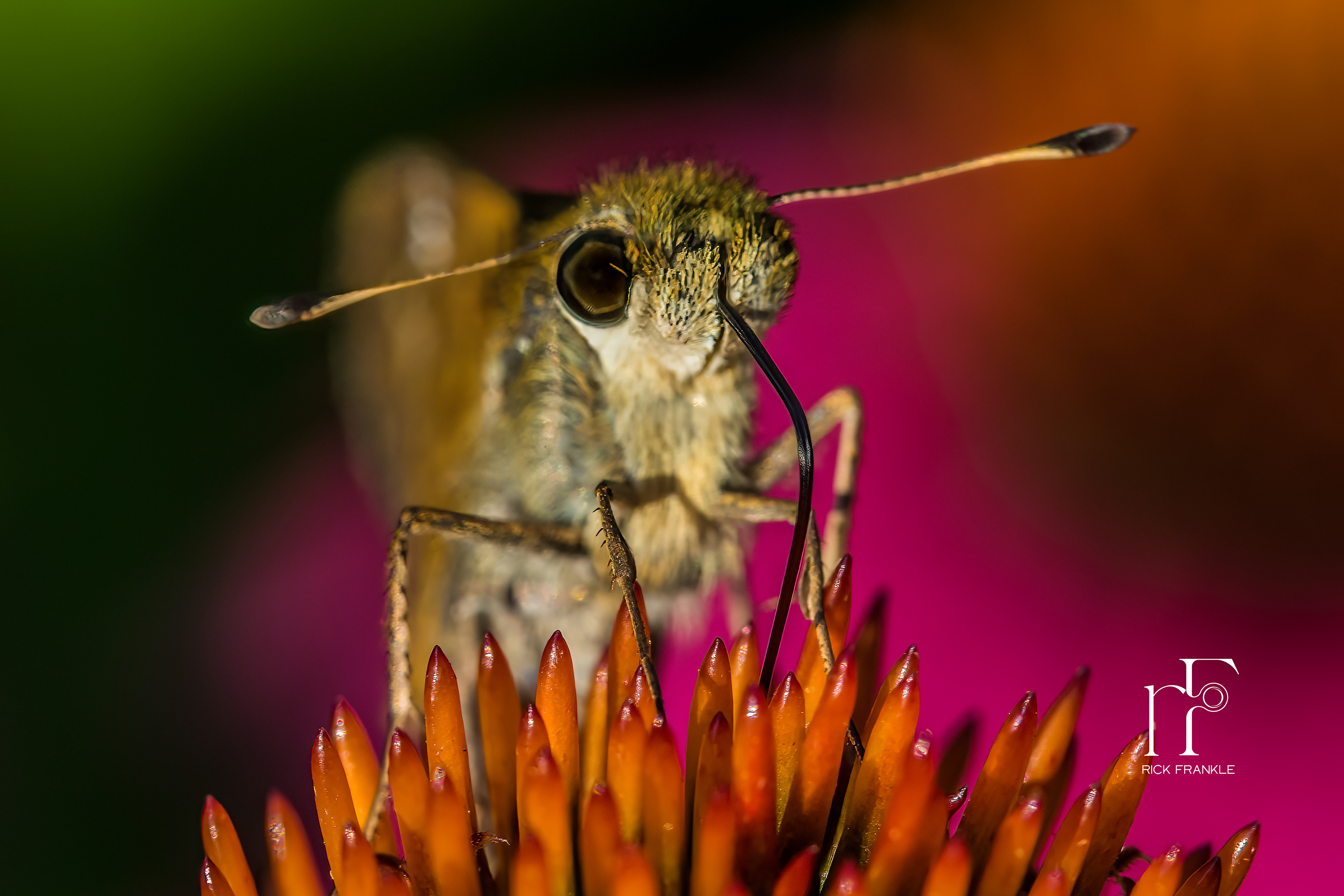 SWARTHY SKIPPER
