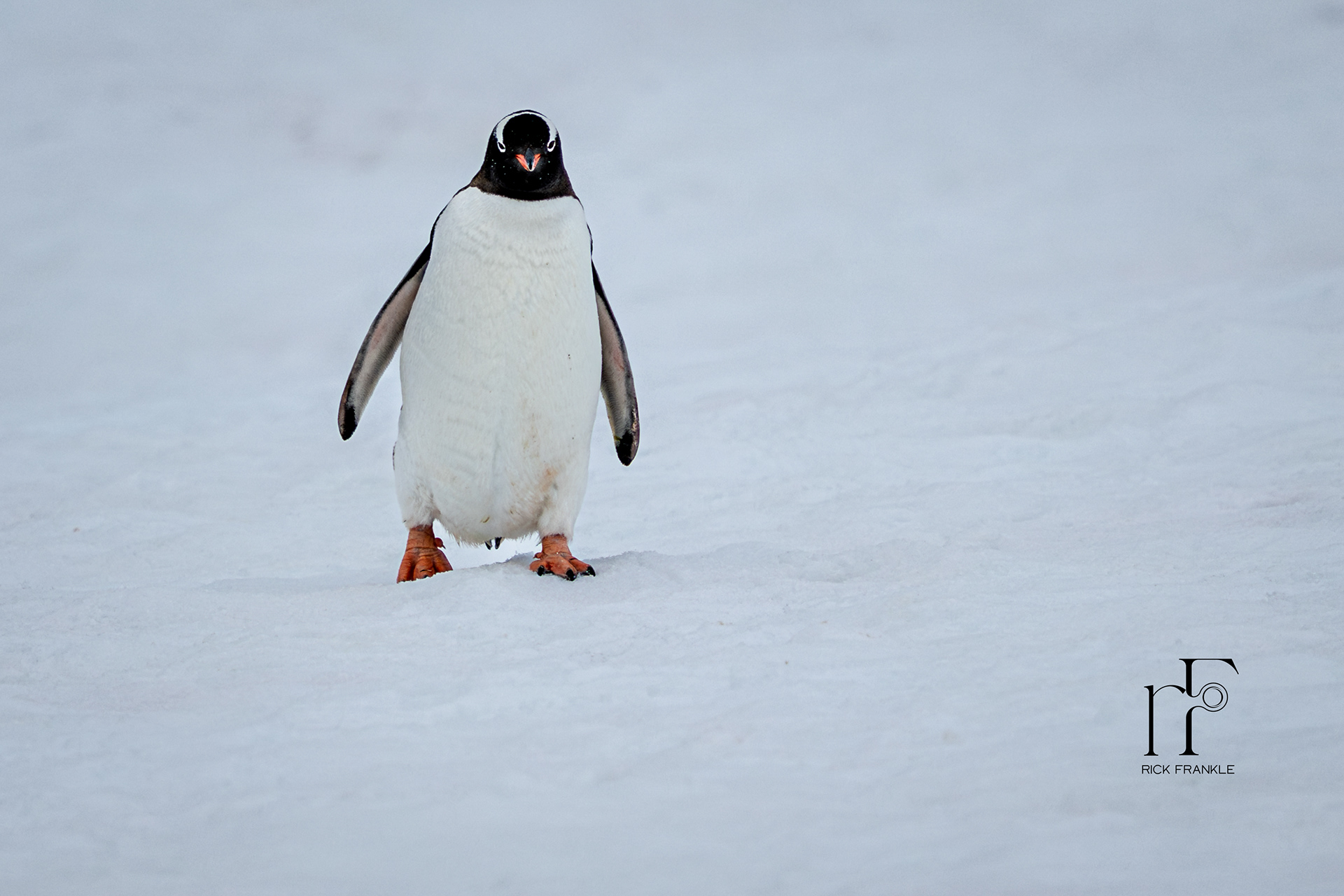 GENTOO PENGUIN [LEMAIRE CHANNEL]