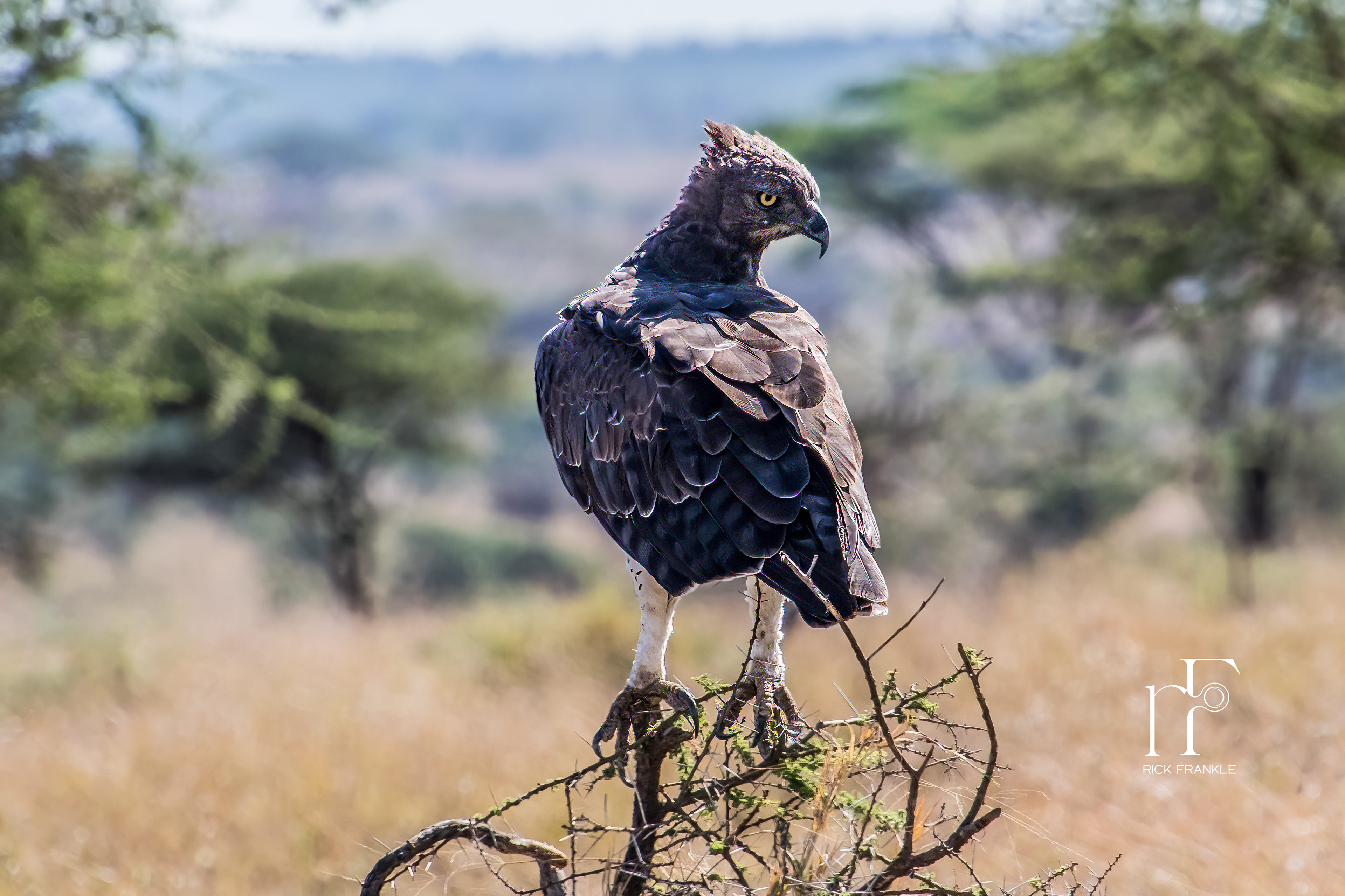 MARTIAL EAGLE [SERENGETI]