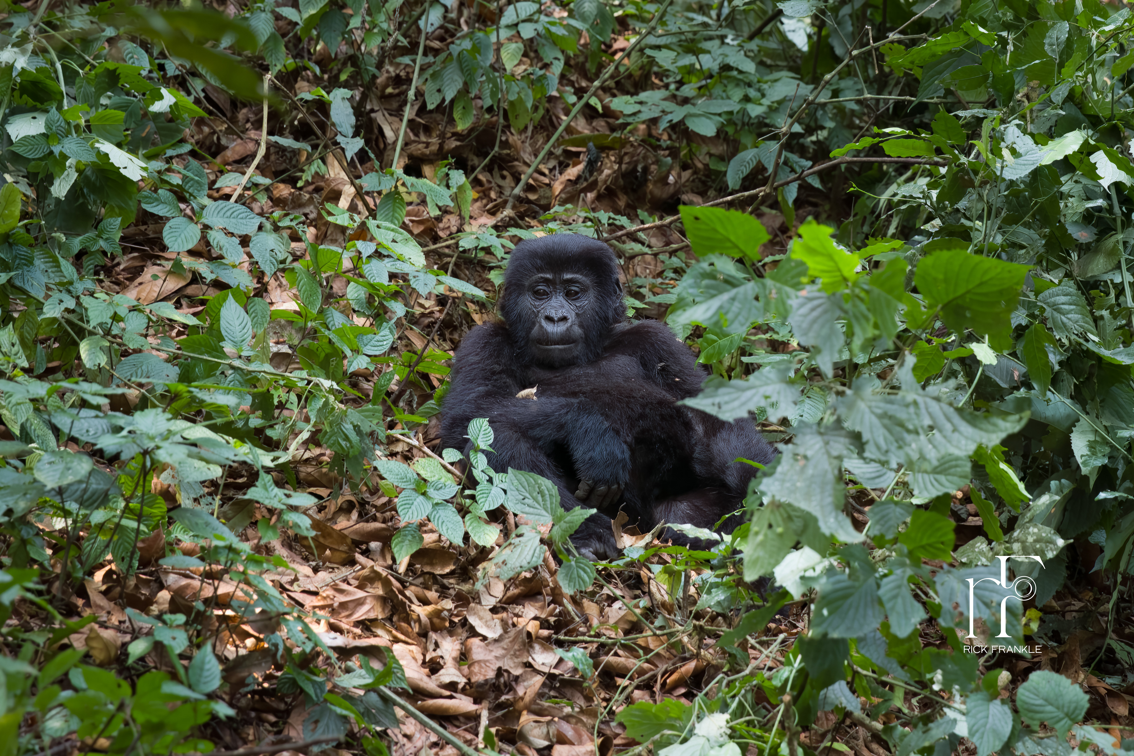 BWINDI IMPENETRABLE FOREST [UGANDA]