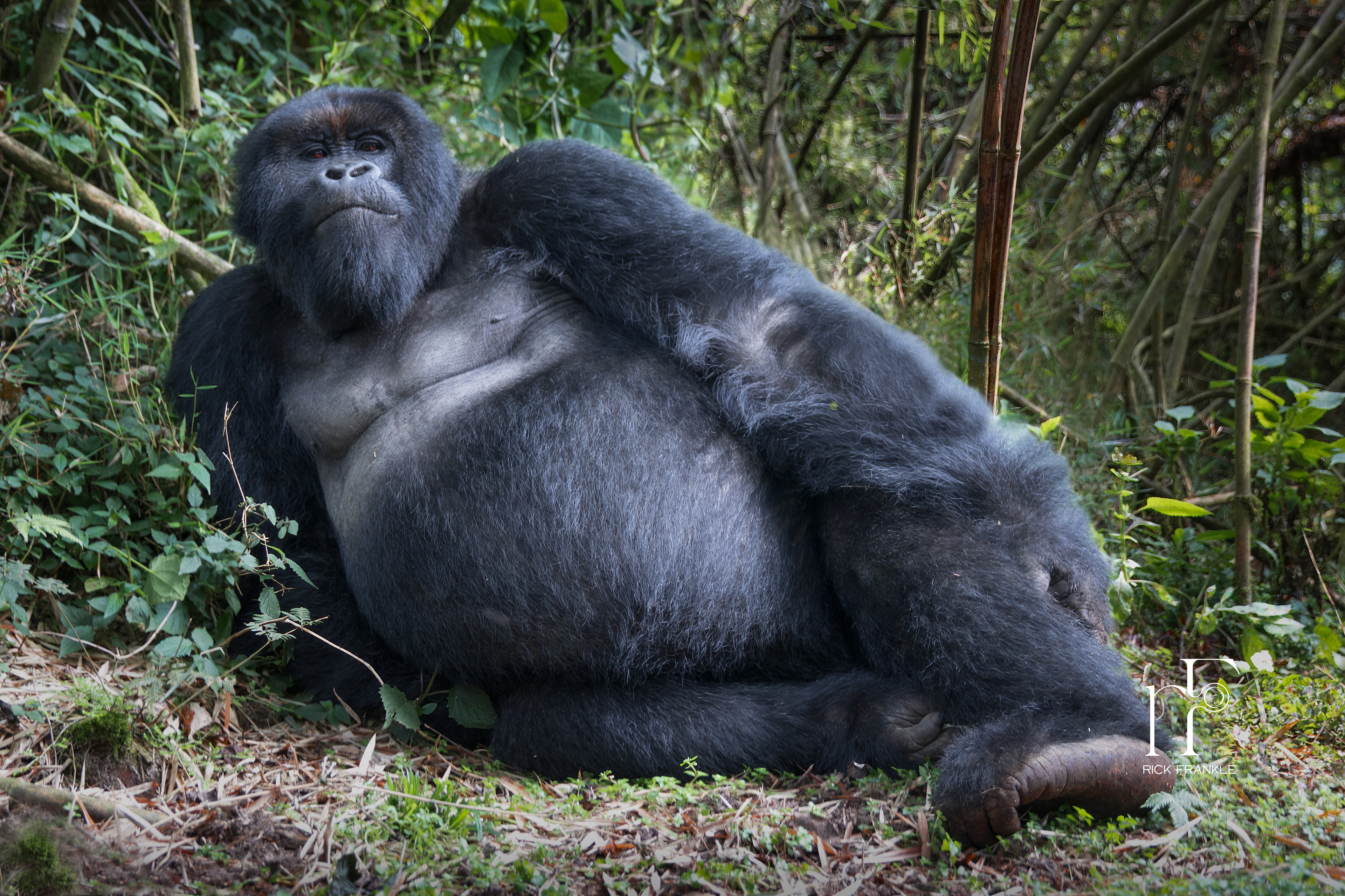 VOLCANOES NATIONAL PARK [RWANDA]