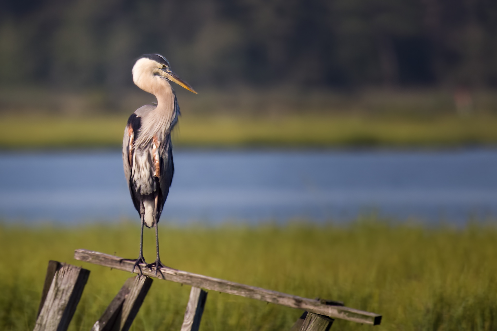 GREAT BLUE HERON