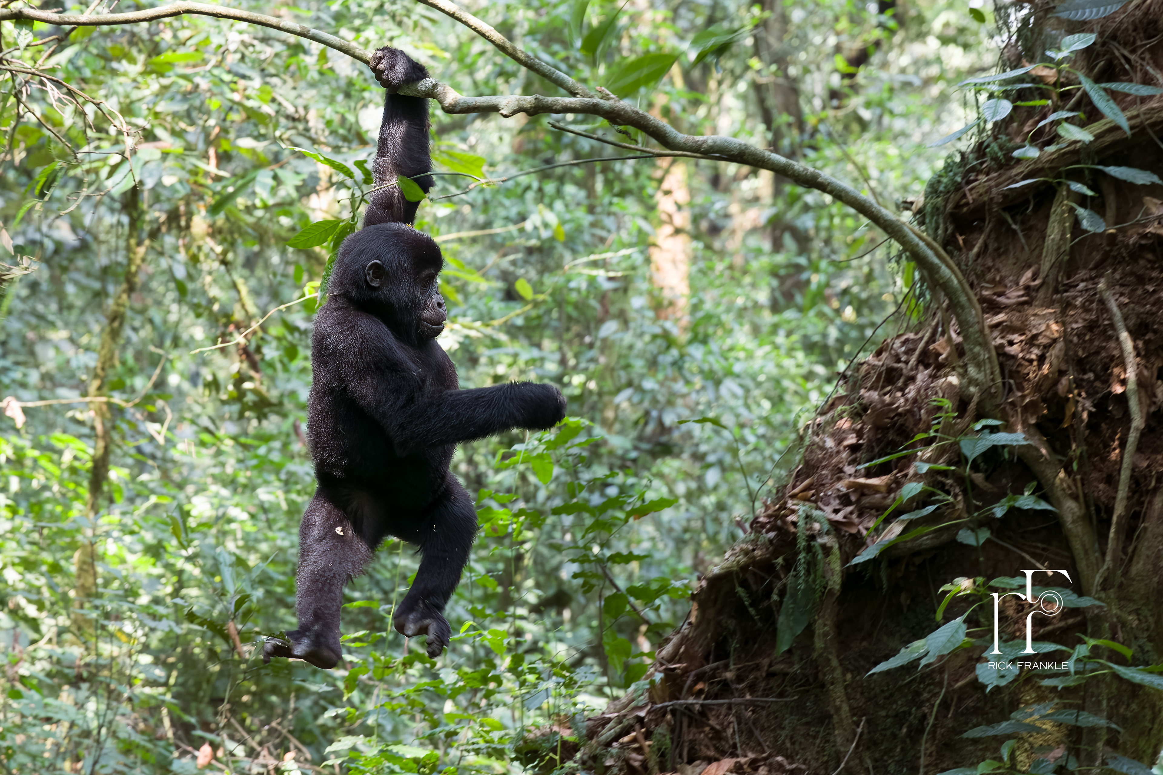 BWINDI IMPENETRABLE FOREST [UGANDA]