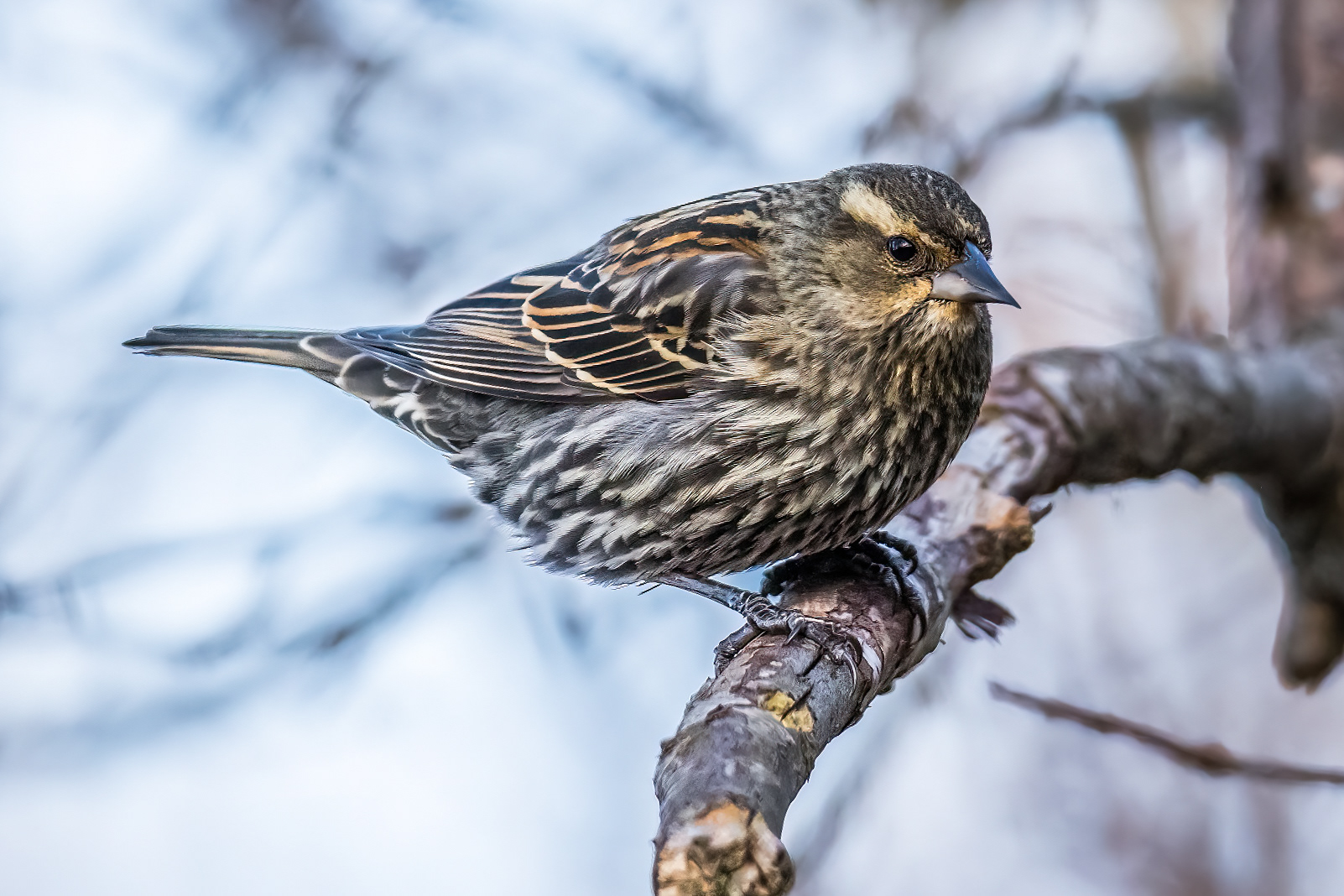 FEMALE RED WINGED BLACKBIRD