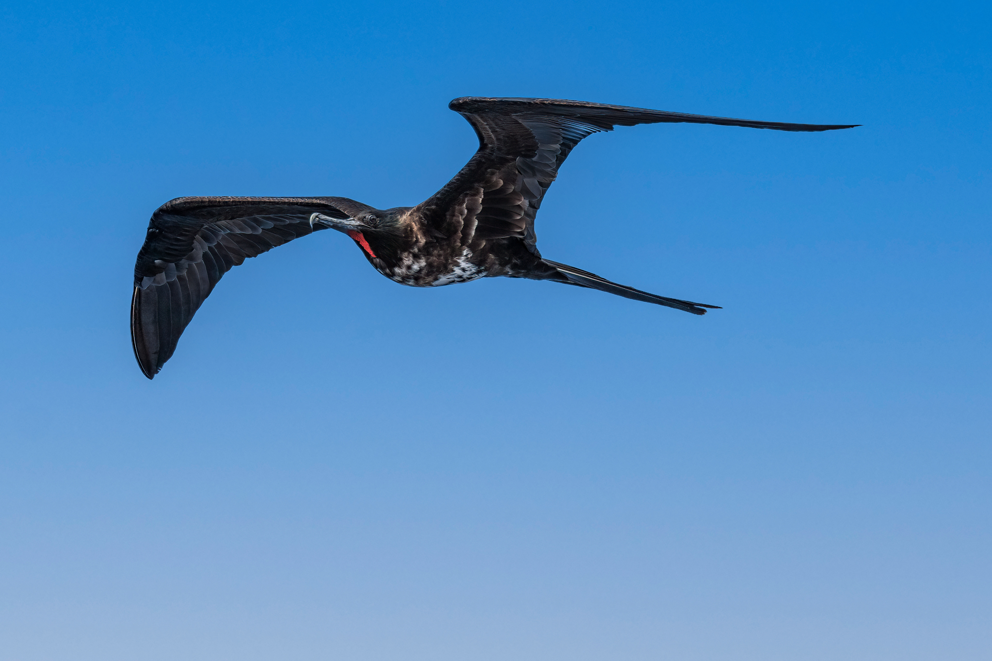 MALE FRIGATE BIRD
