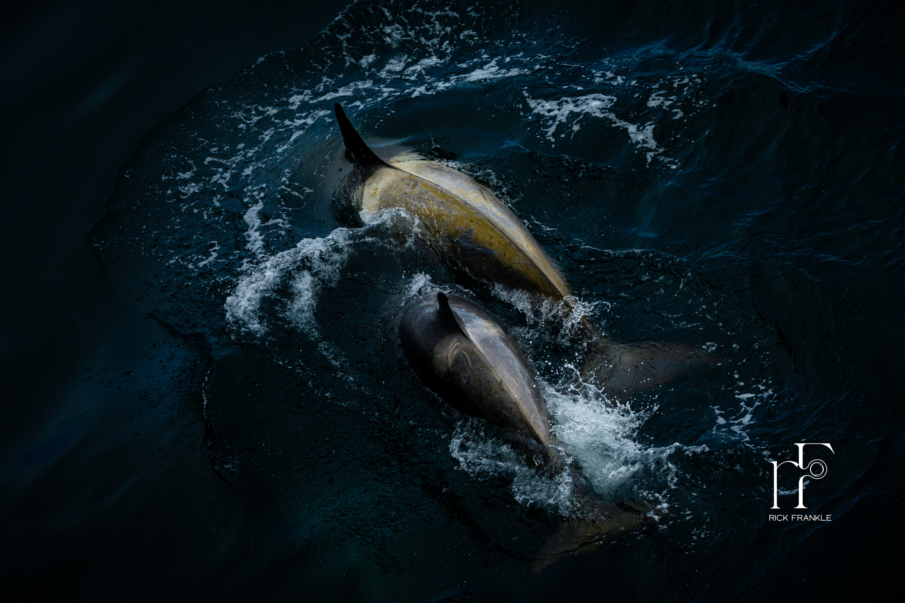 ORCA WHALE POD [SOUTHERN OCEAN]