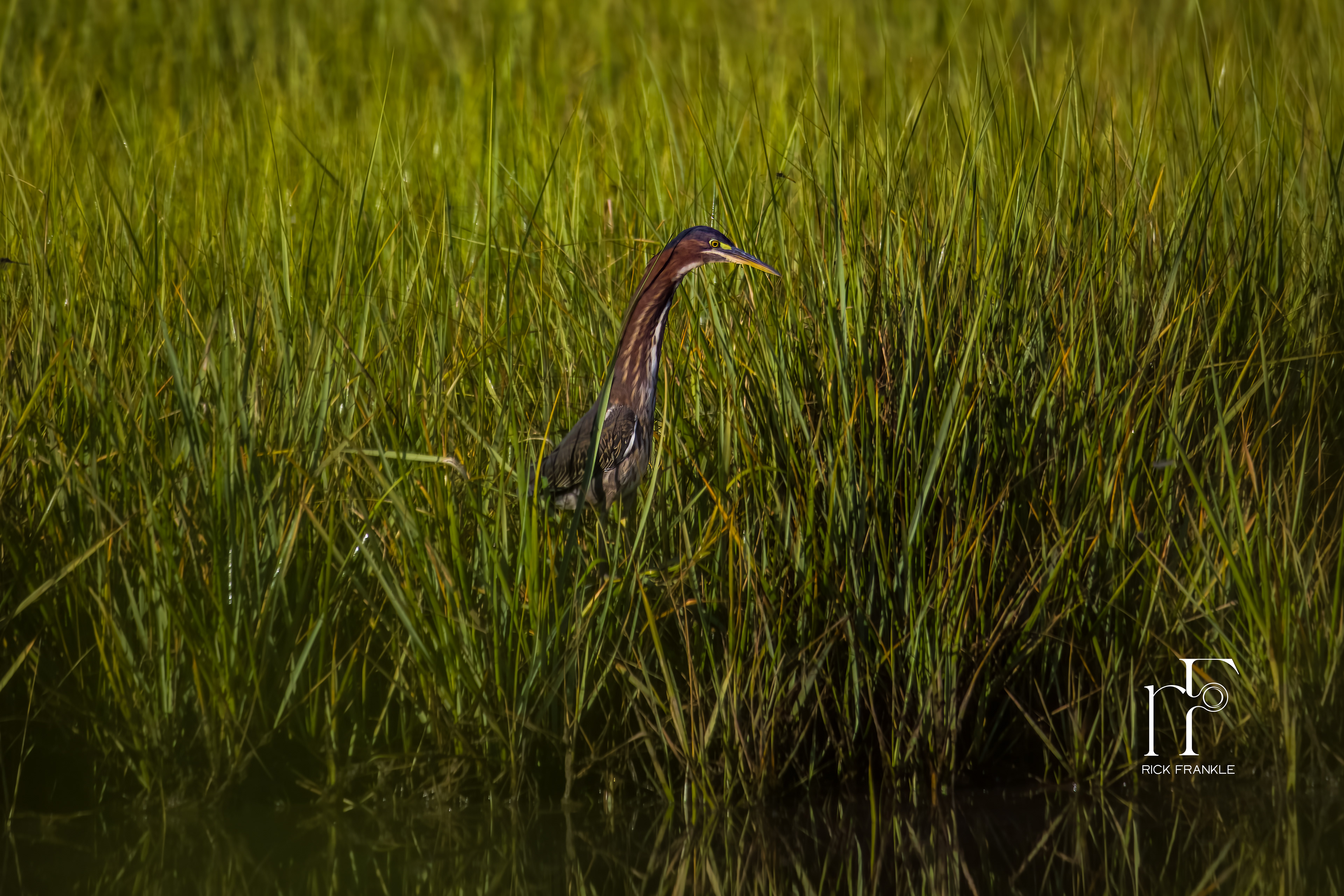 AMERICAN BITTERN [BETHANY BEACH, DELAWARE]