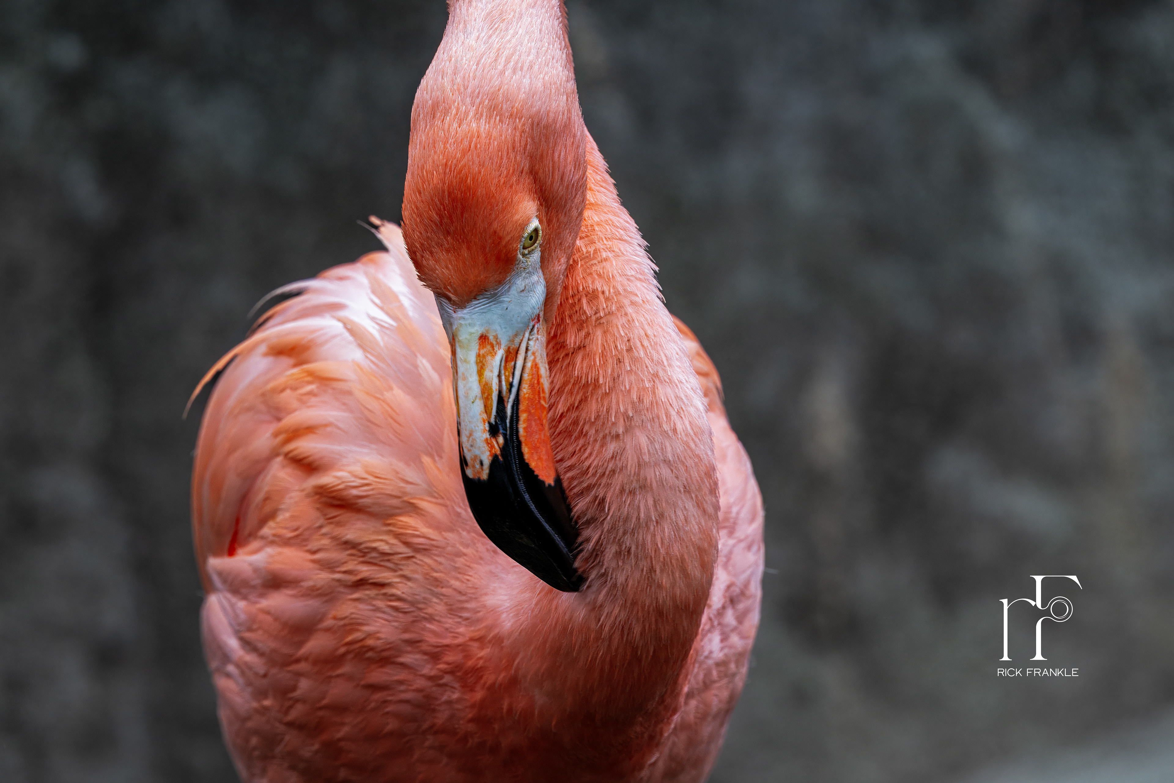 MAERYLAND ZOO IN BALTIMORE