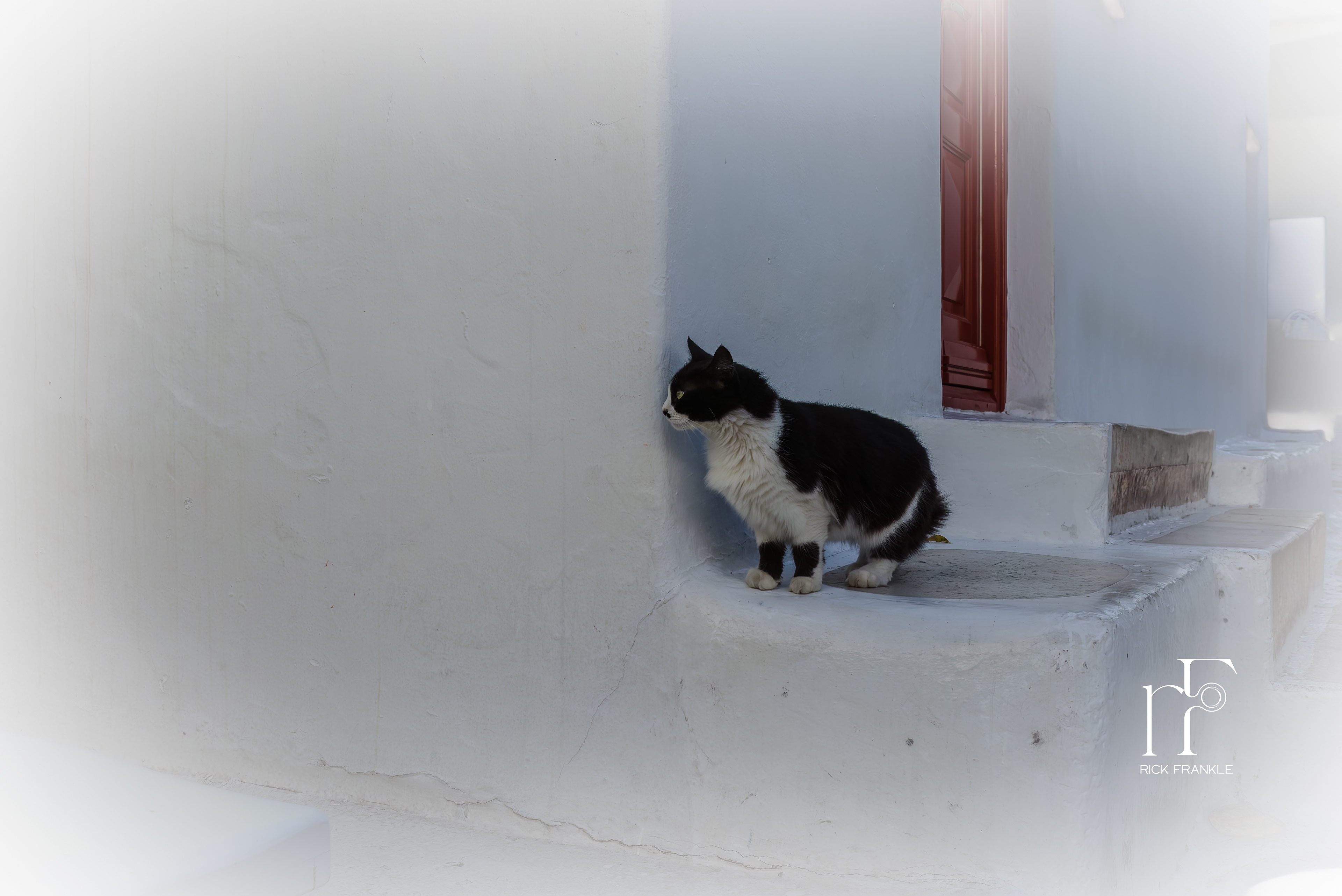 AEGEAN CAT [MYKONOS]