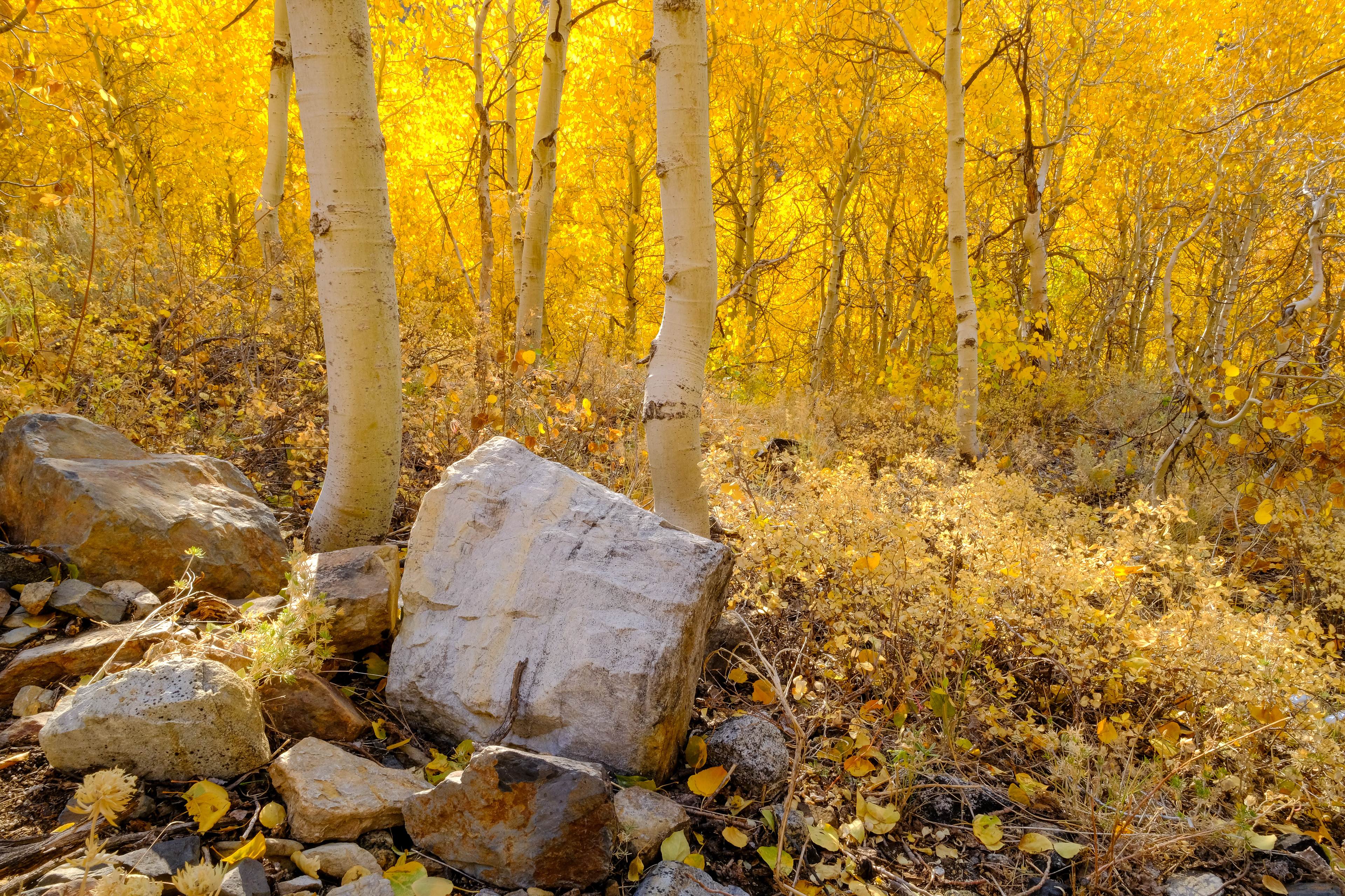 South Fork, Bishop Creek